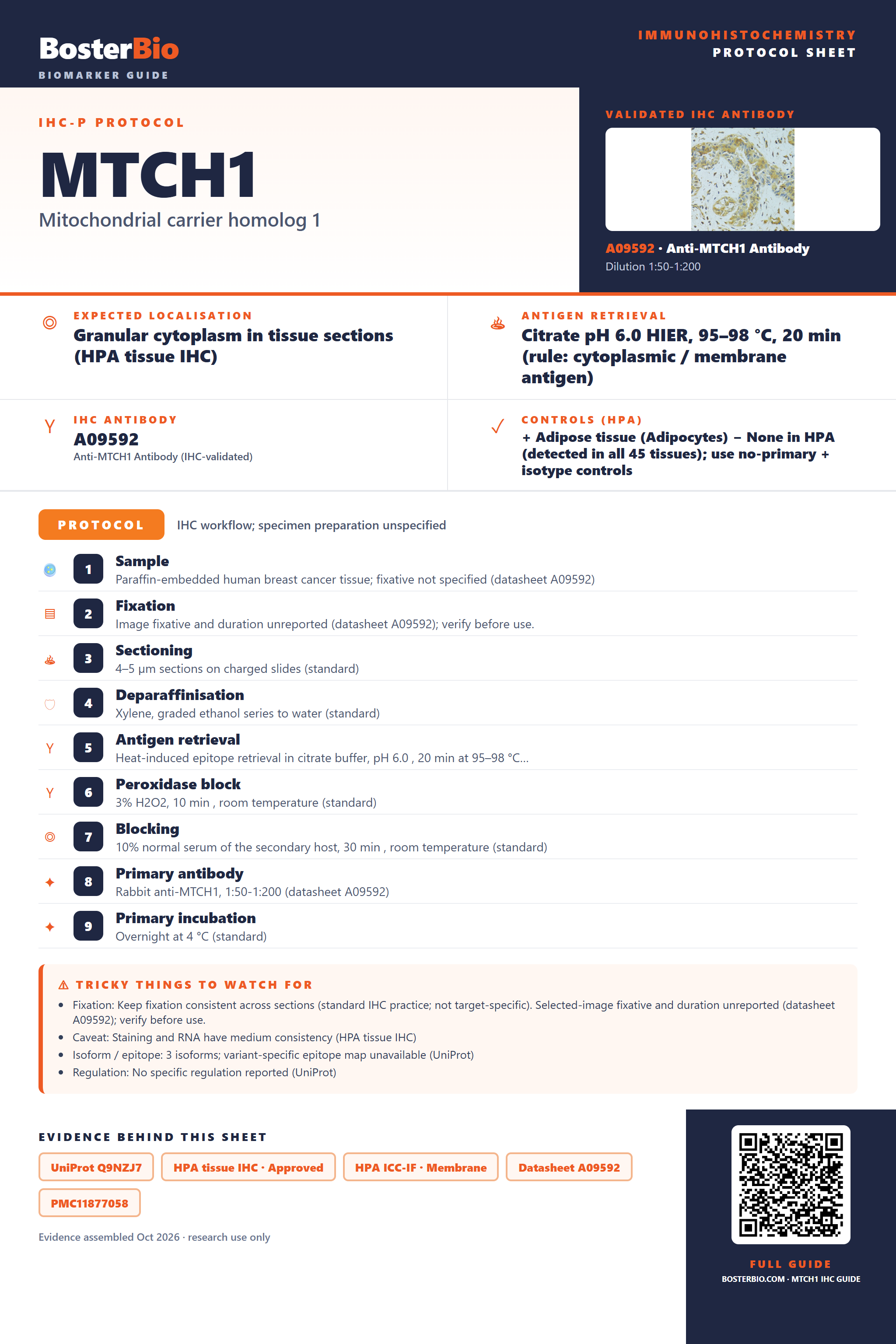 Immunohistochemistry protocol sheet for MTCH1 (IHC for MTCH1): expected localisation Granular cytoplasm in tissue sections (HPA tissue IHC), antibody A09592, validated IHC image, and IHC protocol steps