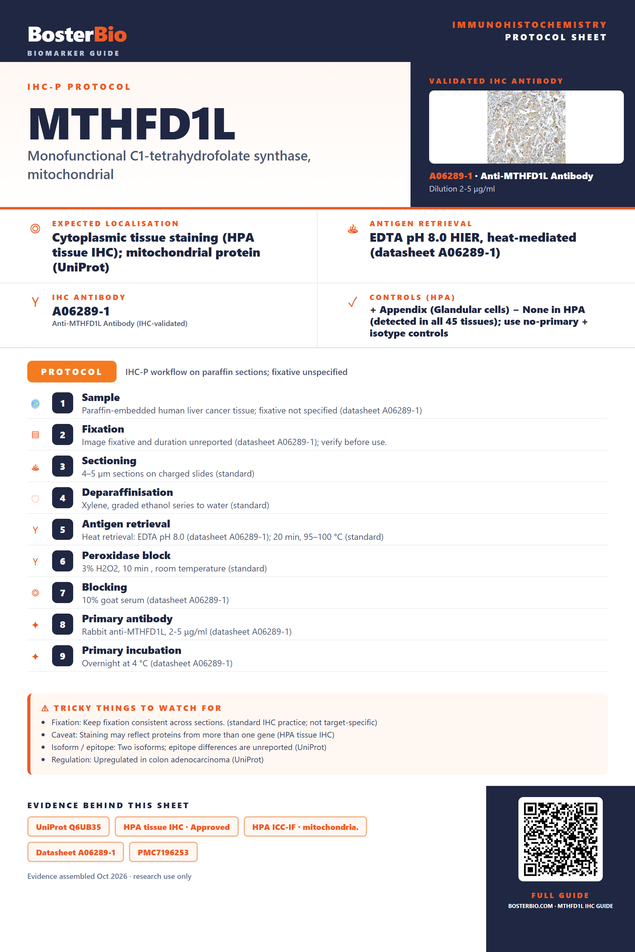 Immunohistochemistry protocol sheet for MTHFD1L (IHC for MTHFD1L): expected localisation Cytoplasmic tissue staining (HPA tissue IHC); mitochondrial protein (UniProt), antibody A06289-1, validated IHC image, and IHC protocol steps