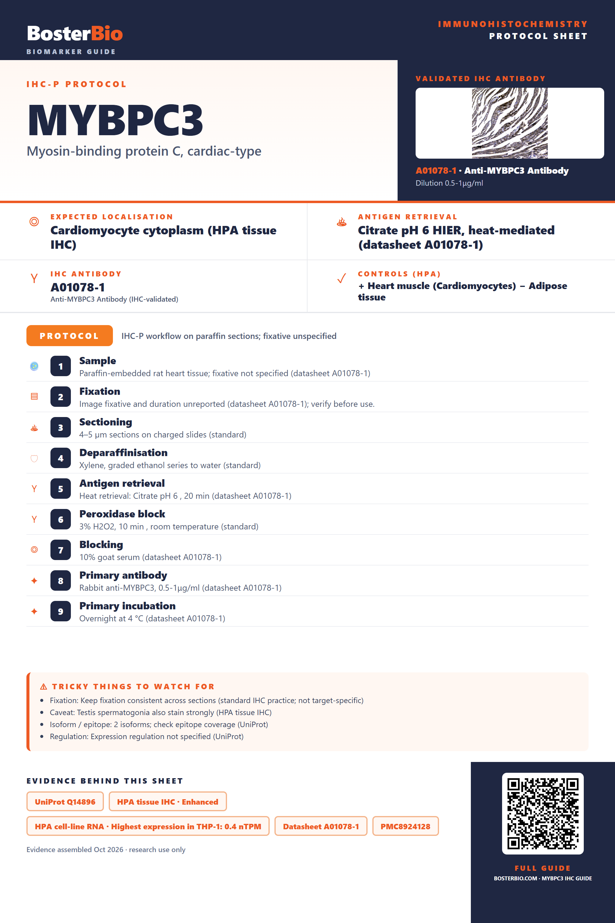 Immunohistochemistry protocol sheet for MYBPC3 (IHC for MYBPC3): expected localisation Cardiomyocyte cytoplasm (HPA tissue IHC), antibody A01078-1, validated IHC image, and IHC protocol steps