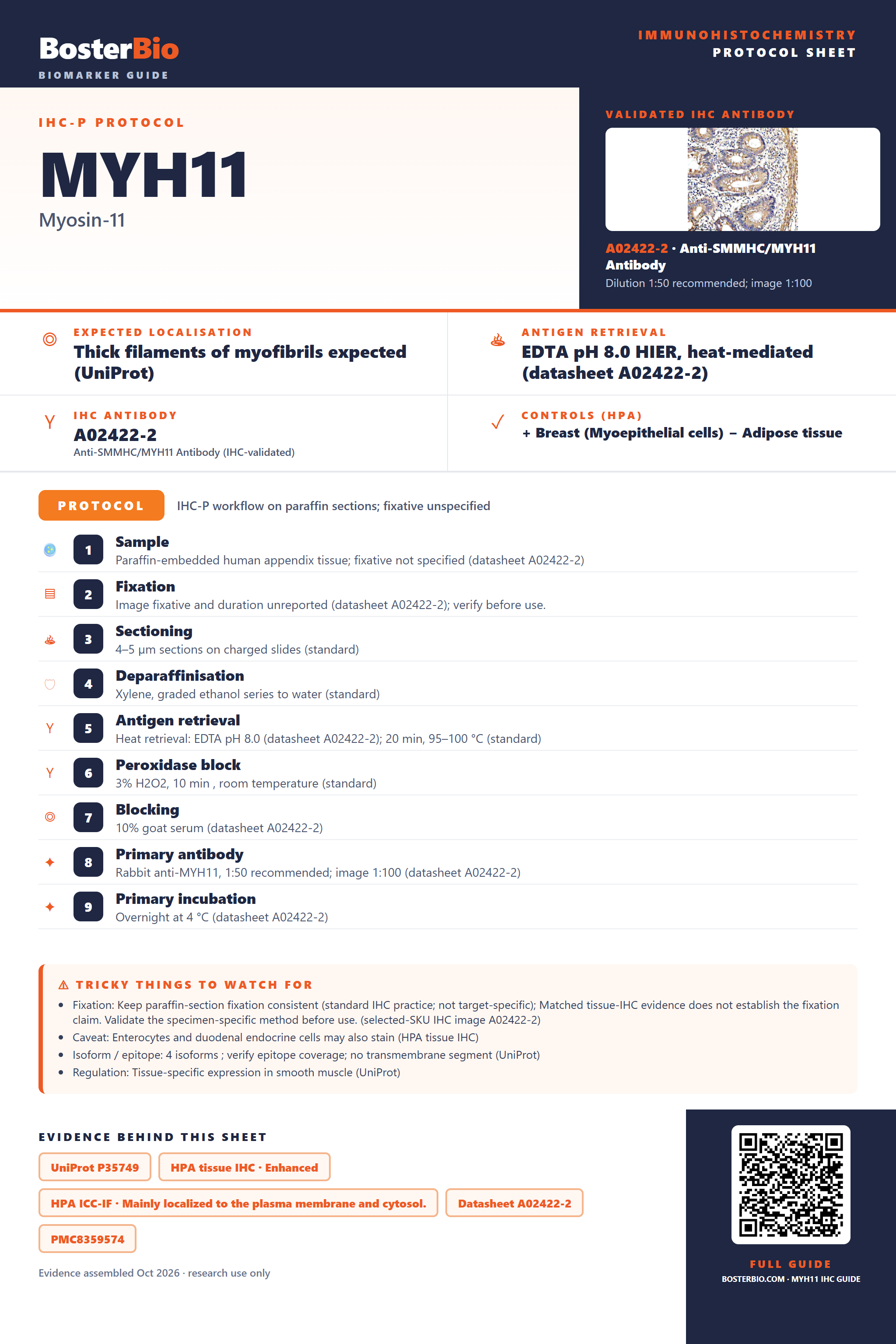 Immunohistochemistry protocol sheet for MYH11 (IHC for MYH11): expected localisation Thick filaments of myofibrils expected (UniProt), antibody A02422-2, validated IHC image, and IHC protocol steps