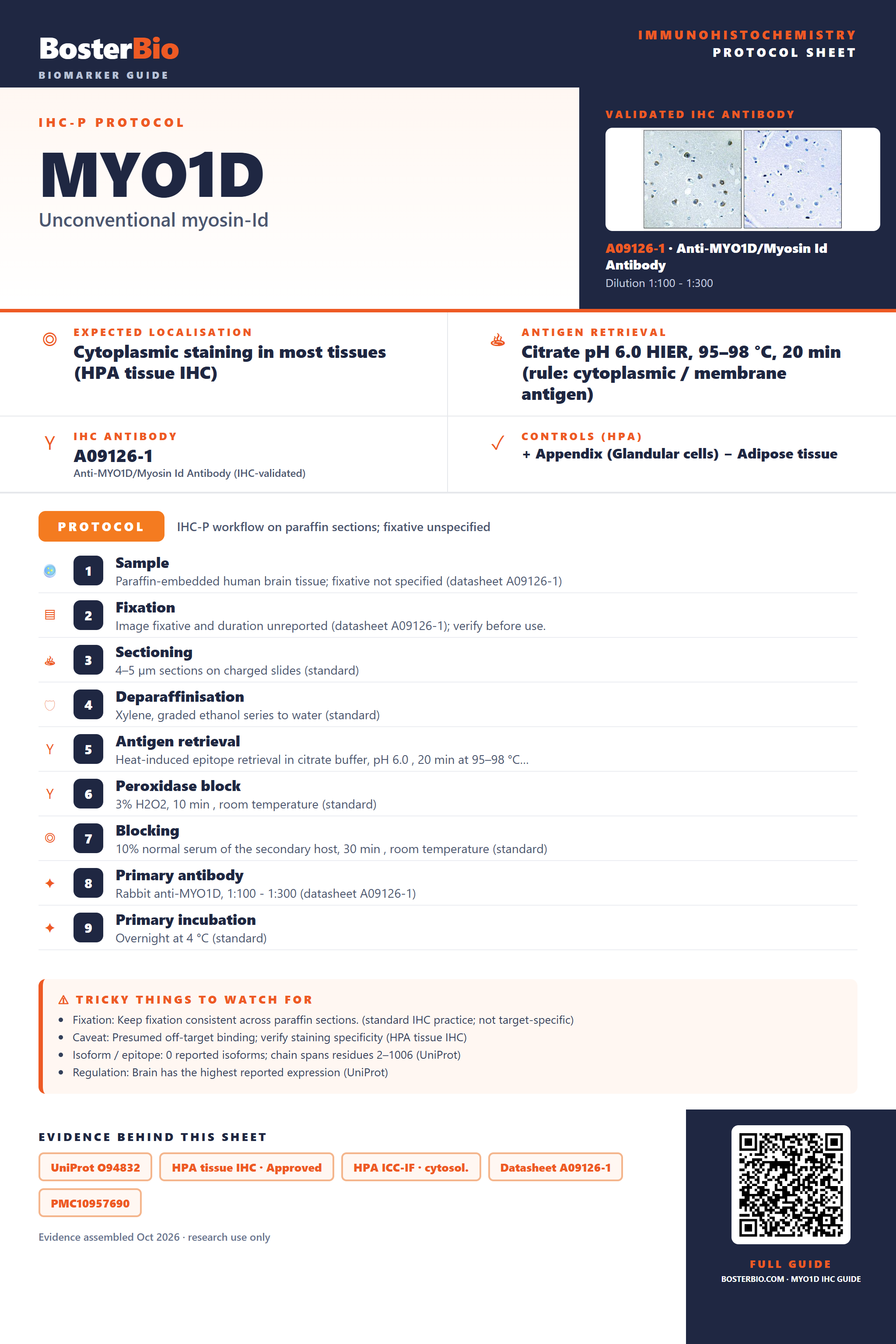 Immunohistochemistry protocol sheet for MYO1D (IHC for MYO1D): expected localisation Cytoplasmic staining in most tissues (HPA tissue IHC), antibody A09126-1, validated IHC image, and IHC protocol steps