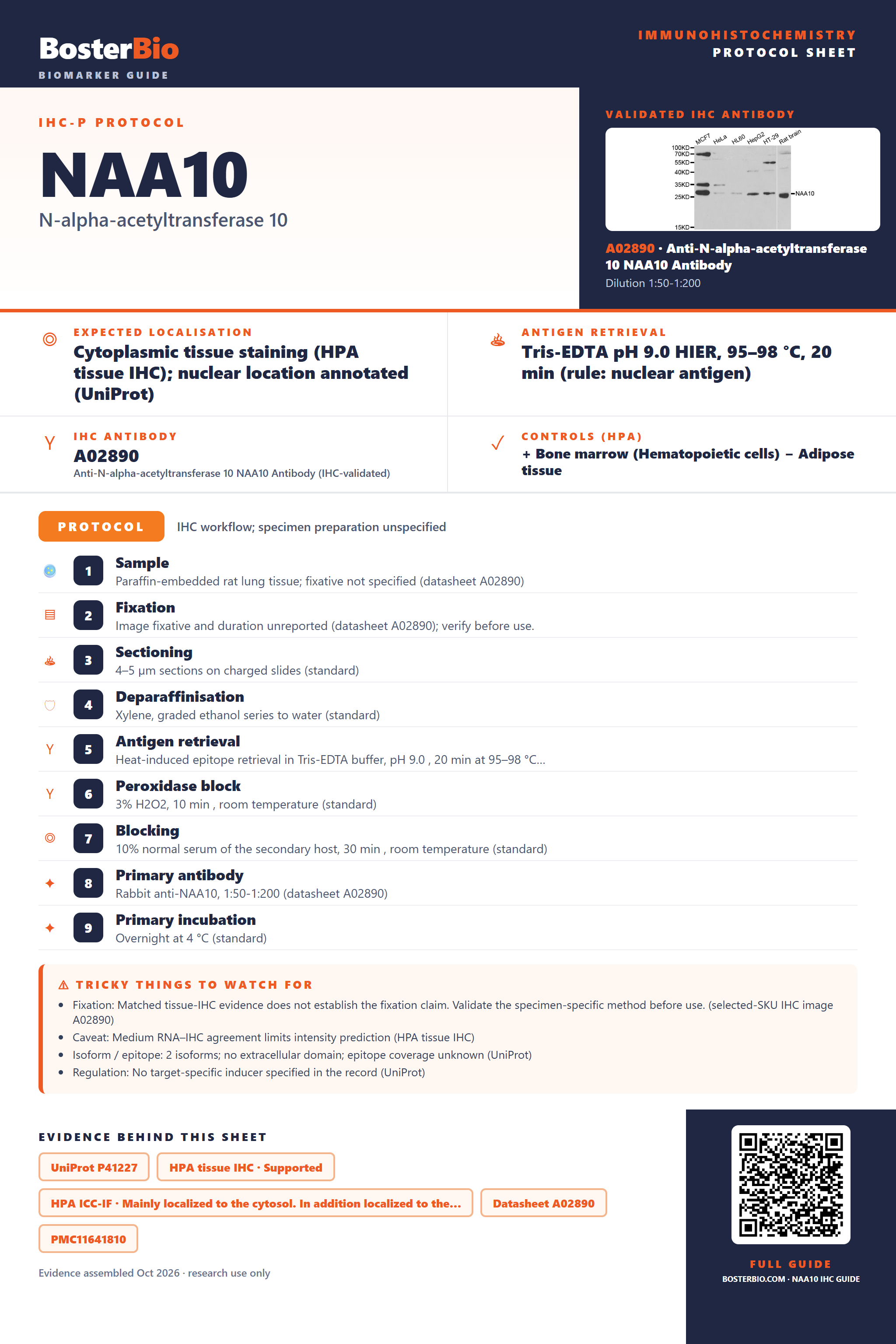 Immunohistochemistry protocol sheet for NAA10 (IHC for NAA10): expected localisation Cytoplasmic tissue staining (HPA tissue IHC); nuclear location annotated (UniProt), antibody A02890, validated IHC image, and IHC protocol steps