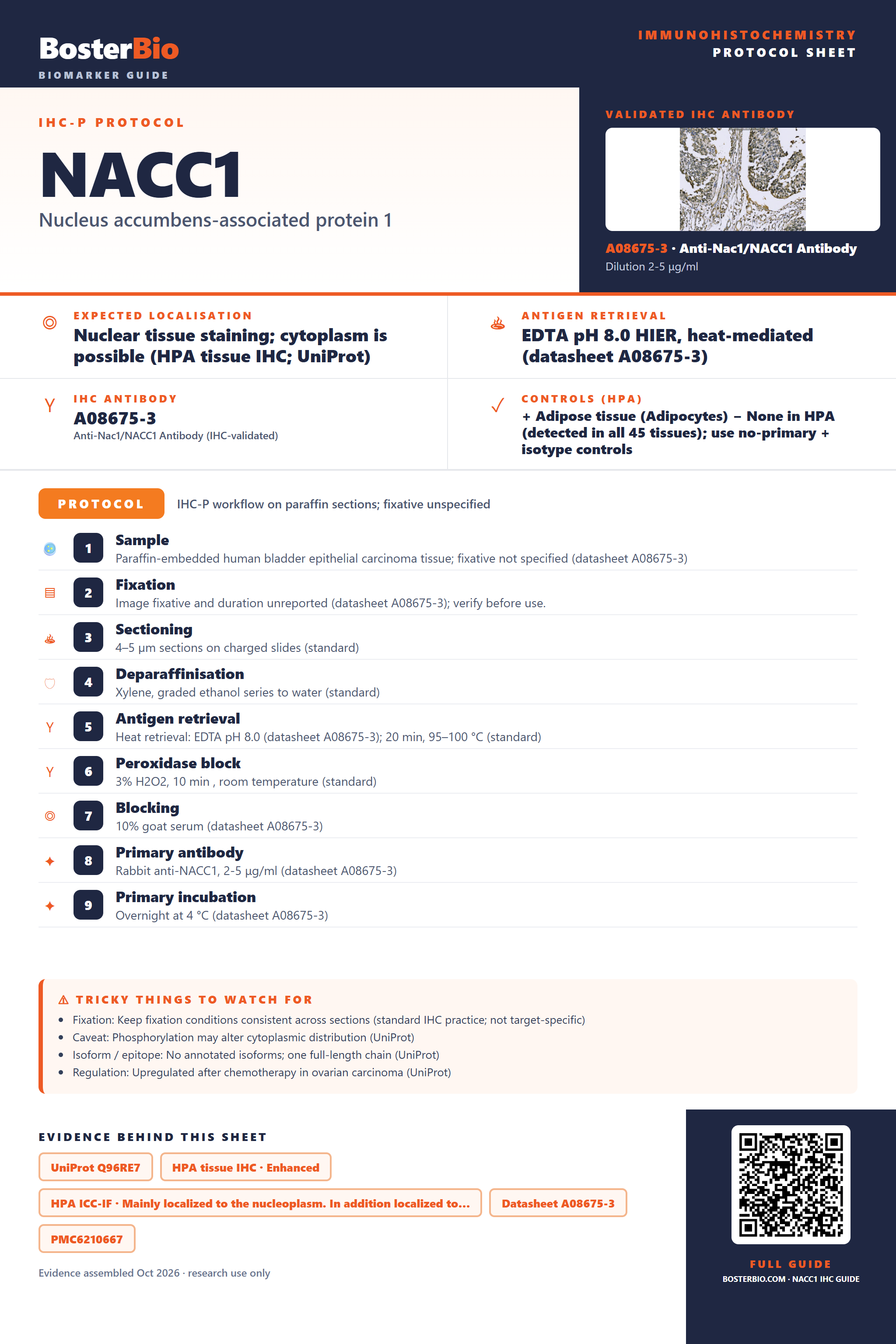 Immunohistochemistry protocol sheet for NACC1 (IHC for NACC1): expected localisation Nuclear tissue staining; cytoplasm is possible (HPA tissue IHC; UniProt), antibody A08675-3, validated IHC image, and IHC protocol steps