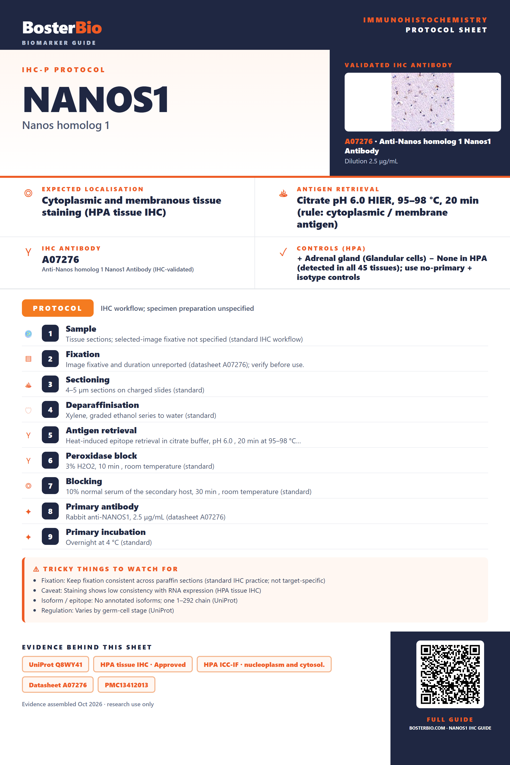 Immunohistochemistry protocol sheet for NANOS1 (IHC for NANOS1): expected localisation Cytoplasmic and membranous tissue staining (HPA tissue IHC), antibody A07276, validated IHC image, and IHC protocol steps