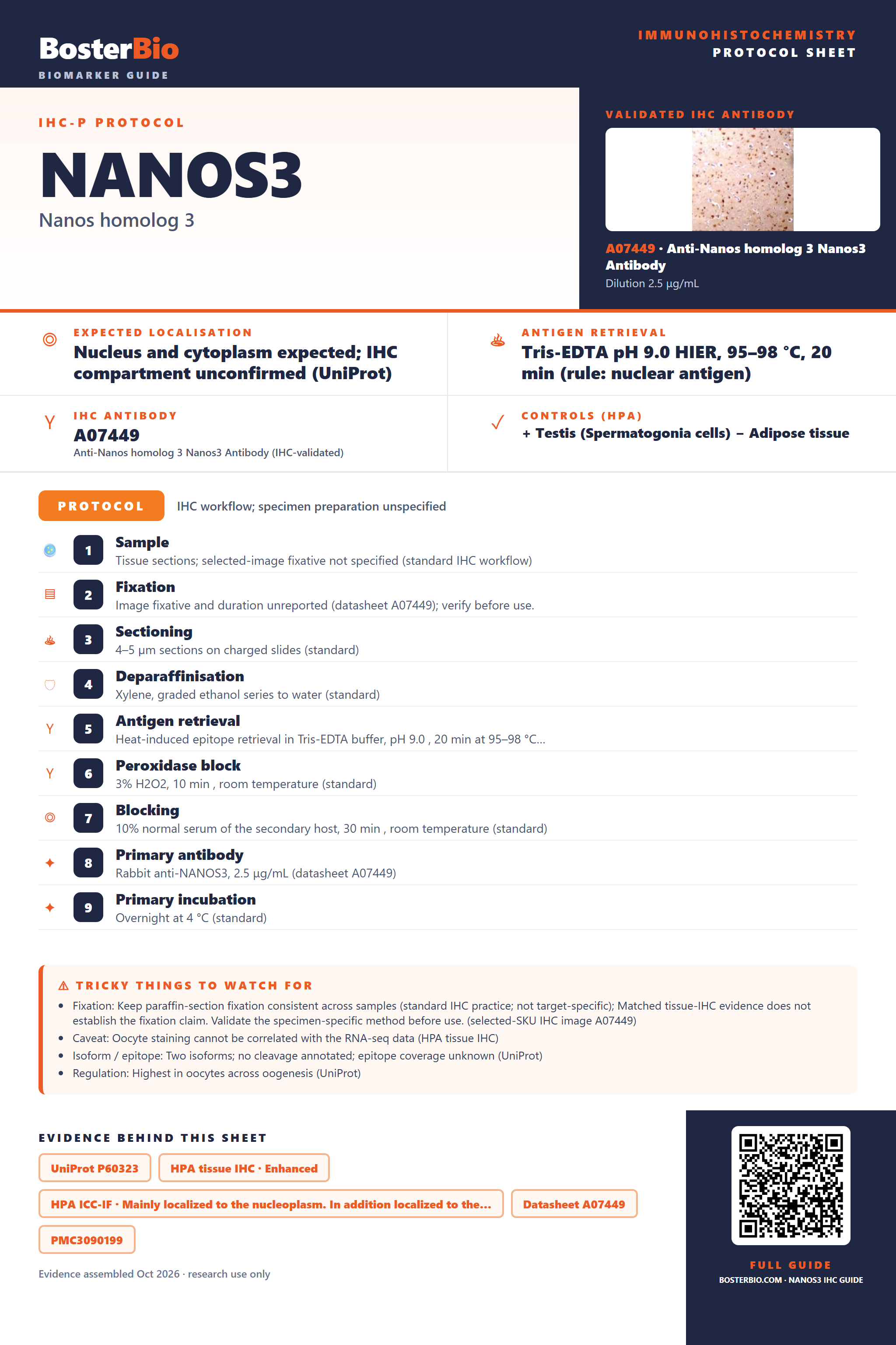 Immunohistochemistry protocol sheet for NANOS3 (IHC for NANOS3): expected localisation Nucleus and cytoplasm expected; IHC compartment unconfirmed (UniProt), antibody A07449, validated IHC image, and IHC protocol steps