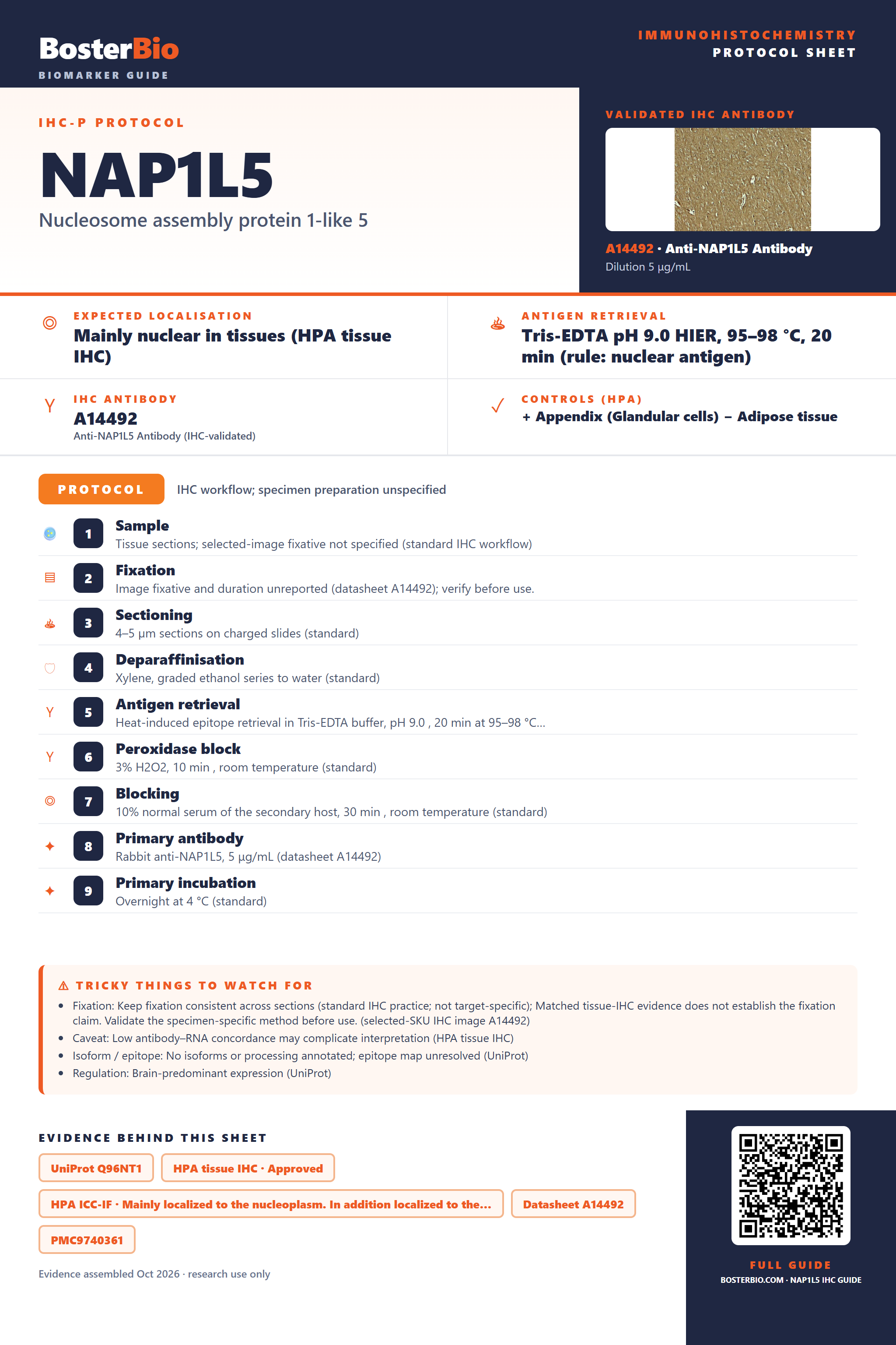 Immunohistochemistry protocol sheet for NAP1L5 (IHC for NAP1L5): expected localisation Mainly nuclear in tissues (HPA tissue IHC), antibody A14492, validated IHC image, and IHC protocol steps