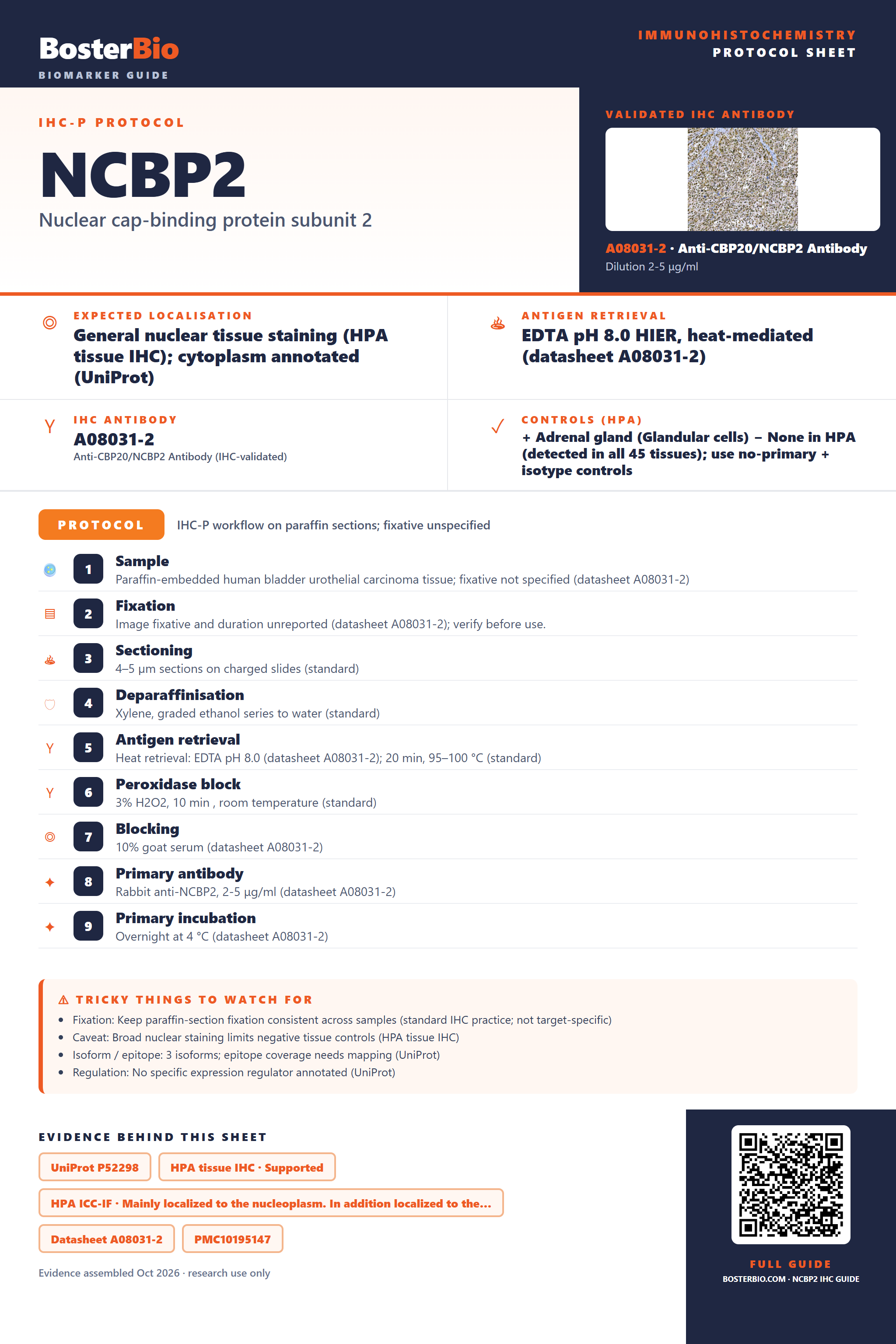 Immunohistochemistry protocol sheet for NCBP2 (IHC for NCBP2): expected localisation General nuclear tissue staining (HPA tissue IHC); cytoplasm annotated (UniProt), antibody A08031-2, validated IHC image, and IHC protocol steps