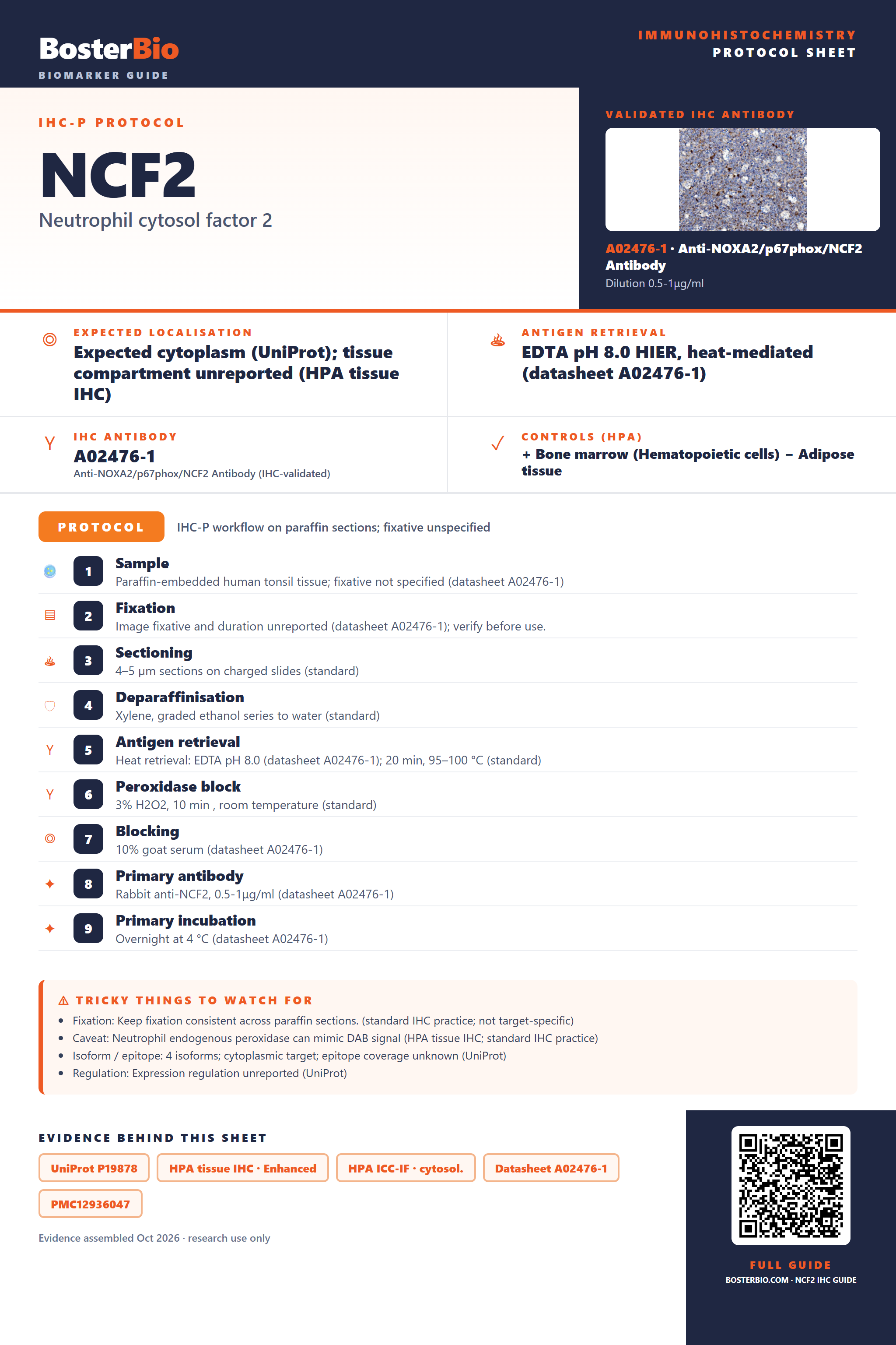Immunohistochemistry protocol sheet for NCF2 (IHC for NCF2): expected localisation Expected cytoplasm (UniProt); tissue compartment unreported (HPA tissue IHC), antibody A02476-1, validated IHC image, and IHC protocol steps