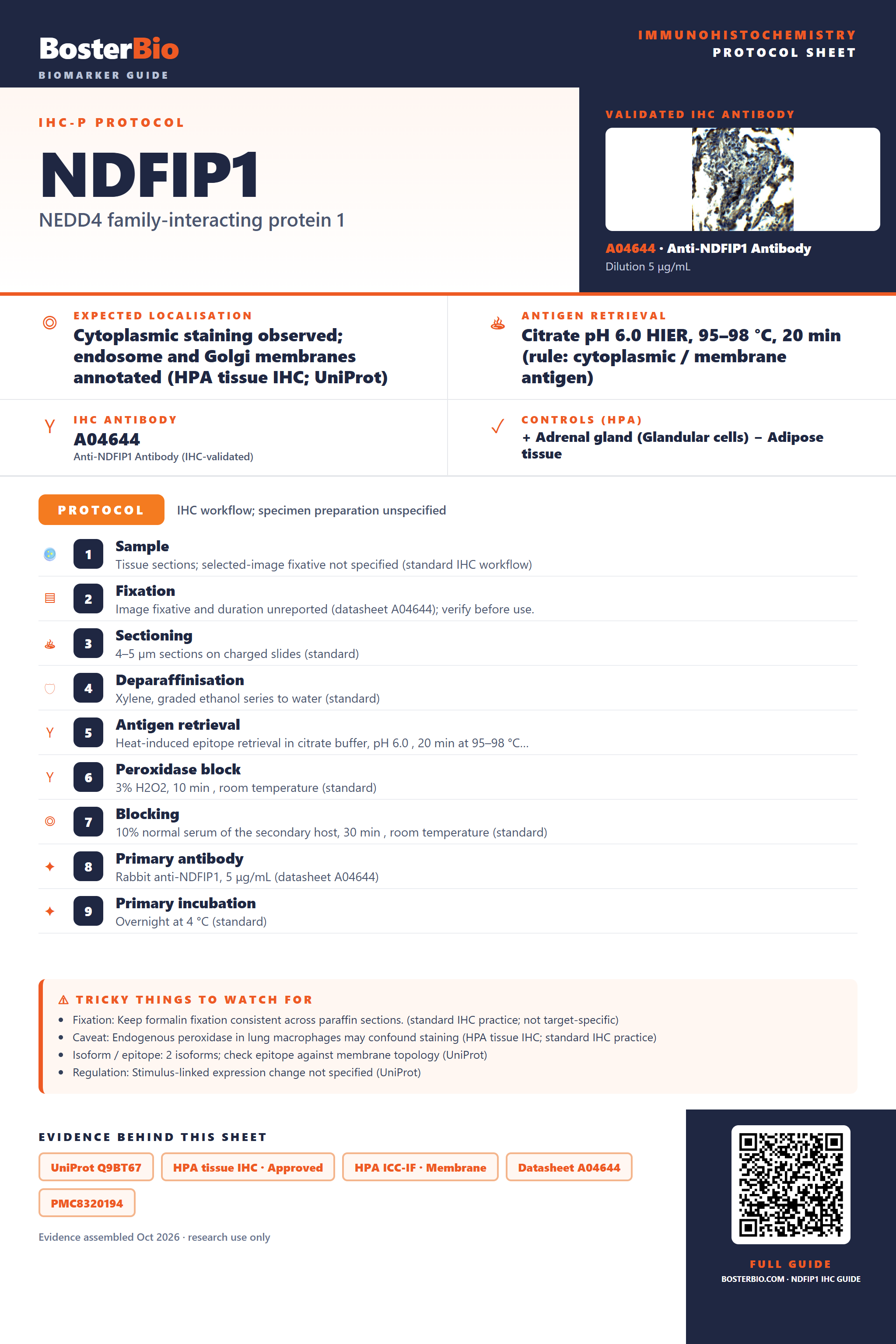 Immunohistochemistry protocol sheet for NDFIP1 (IHC for NDFIP1): expected localisation Cytoplasmic staining observed; endosome and Golgi membranes annotated (HPA tissue IHC; UniProt), antibody A04644, validated IHC image, and IHC protocol steps
