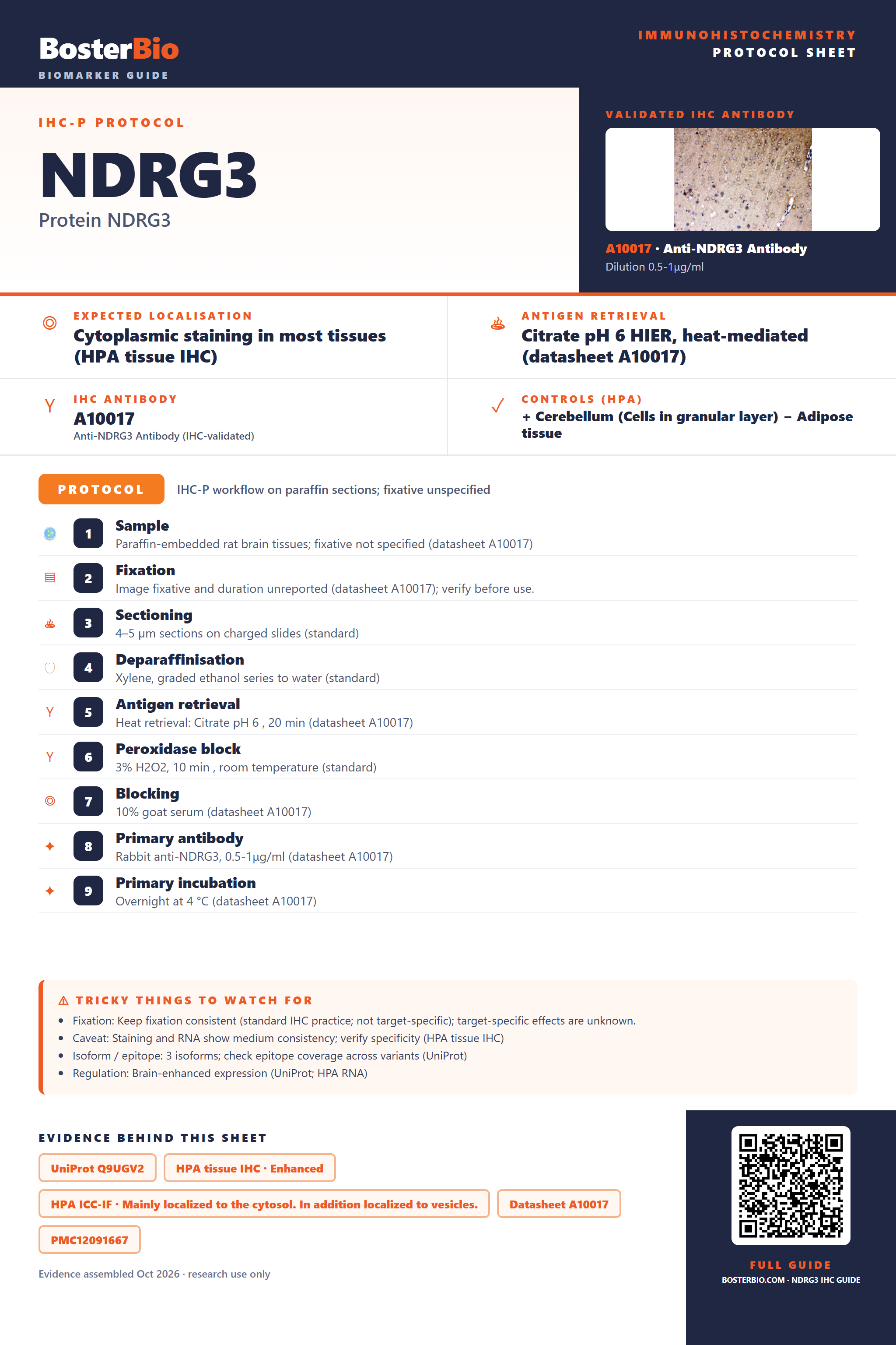 Immunohistochemistry protocol sheet for NDRG3 (IHC for NDRG3): expected localisation Cytoplasmic staining in most tissues (HPA tissue IHC), antibody A10017, validated IHC image, and IHC protocol steps