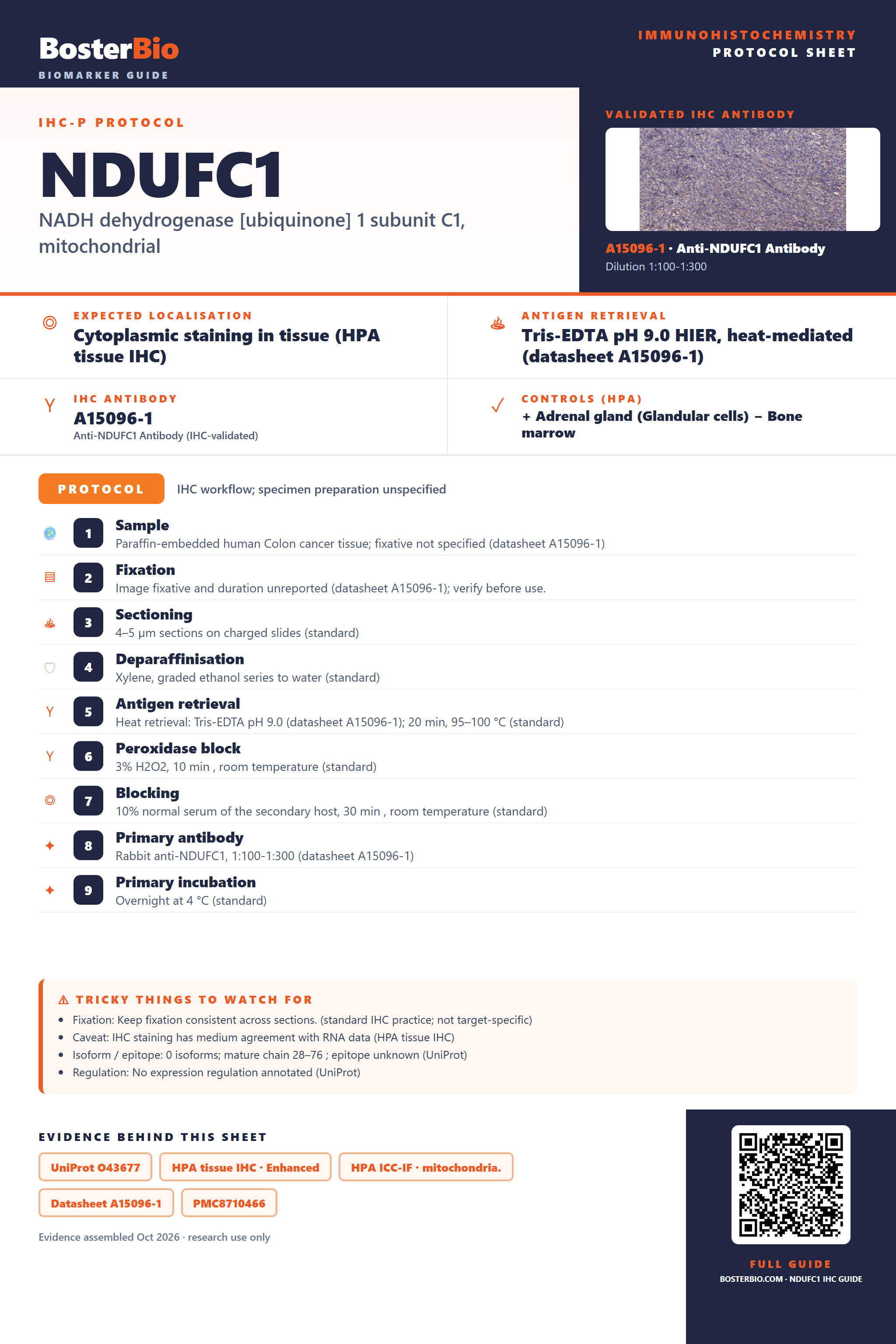 Immunohistochemistry protocol sheet for NDUFC1 (IHC for NDUFC1): expected localisation Cytoplasmic staining in tissue (HPA tissue IHC), antibody A15096-1, validated IHC image, and IHC protocol steps