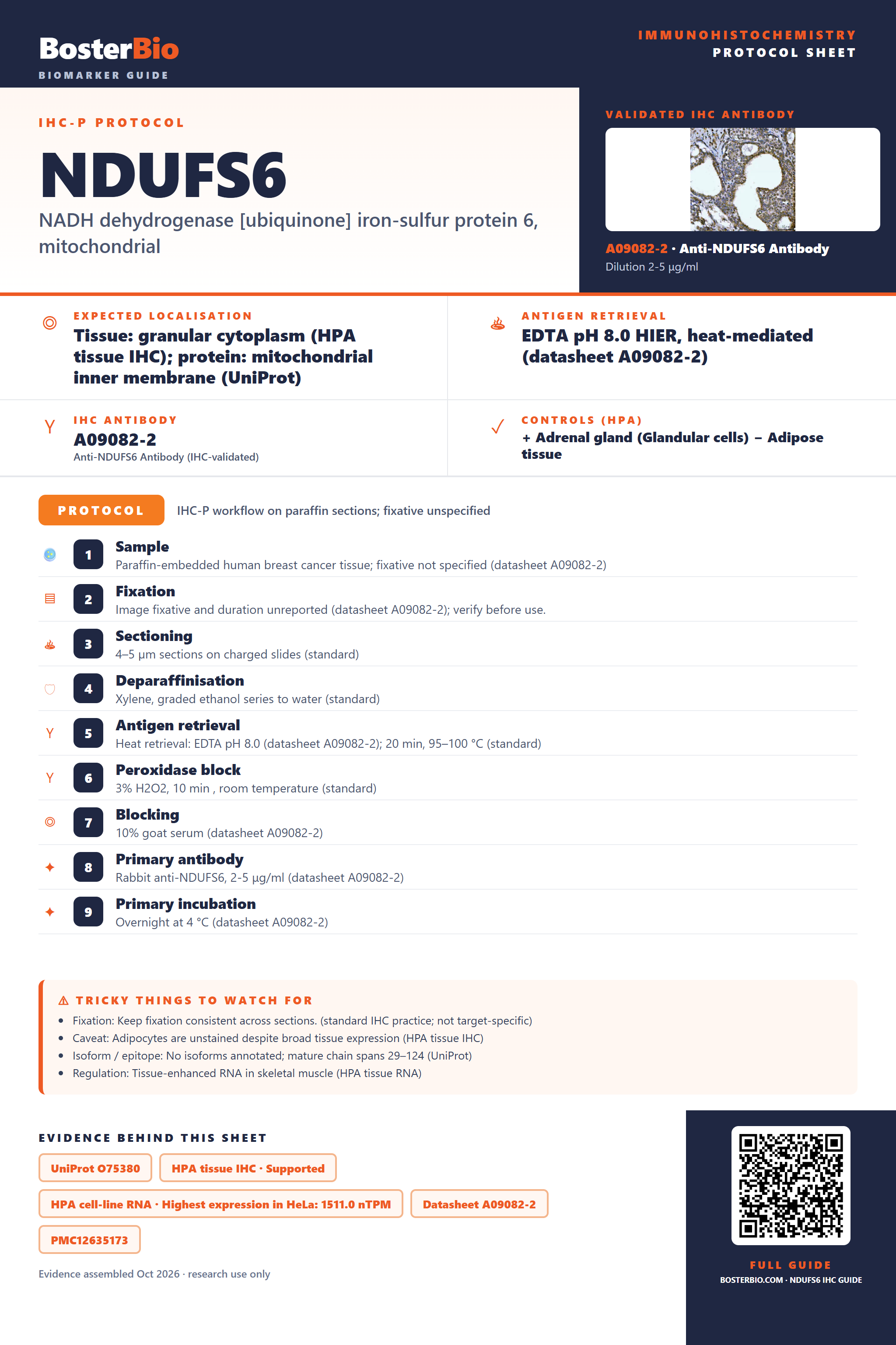 Immunohistochemistry protocol sheet for NDUFS6 (IHC for NDUFS6): expected localisation Tissue: granular cytoplasm (HPA tissue IHC); protein: mitochondrial inner membrane (UniProt), antibody A09082-2, validated IHC image, and IHC protocol steps