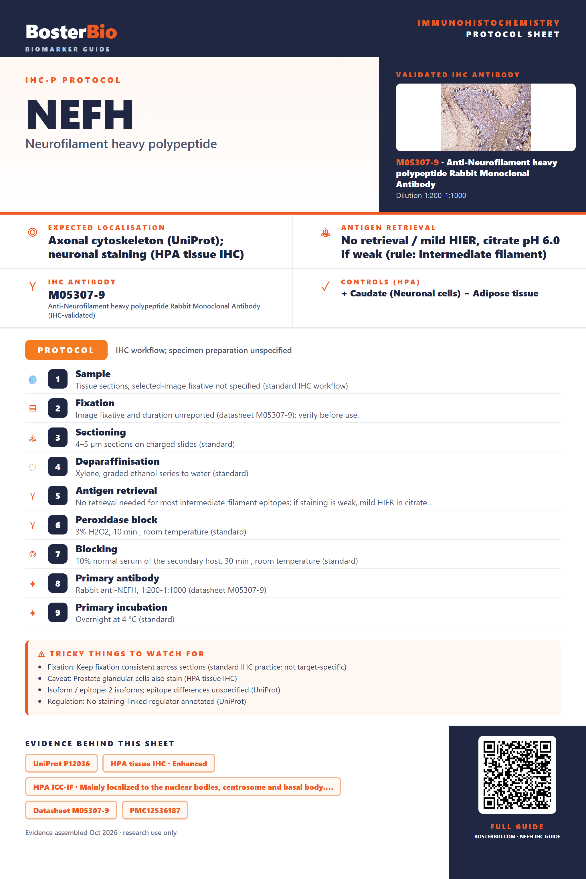 Immunohistochemistry protocol sheet for NEFH (IHC for NEFH): expected localisation Axonal cytoskeleton (UniProt); neuronal staining (HPA tissue IHC), antibody M05307-9, validated IHC image, and IHC protocol steps