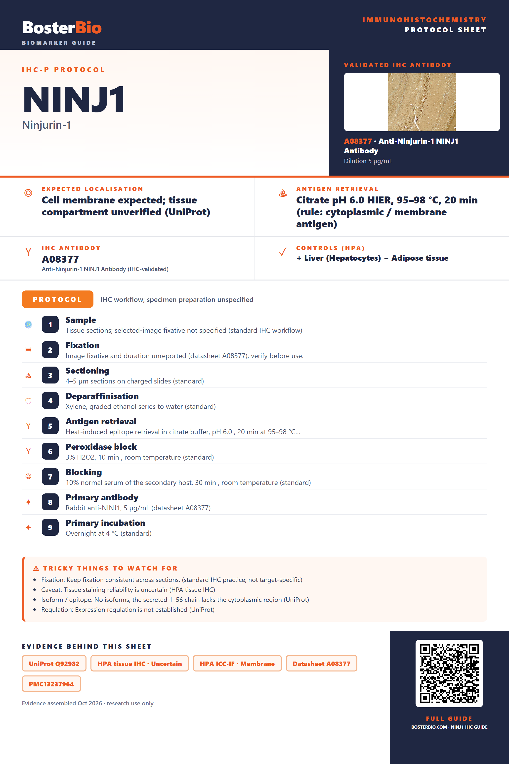 Immunohistochemistry protocol sheet for NINJ1 (IHC for NINJ1): expected localisation Cell membrane expected; tissue compartment unverified (UniProt), antibody A08377, validated IHC image, and IHC protocol steps