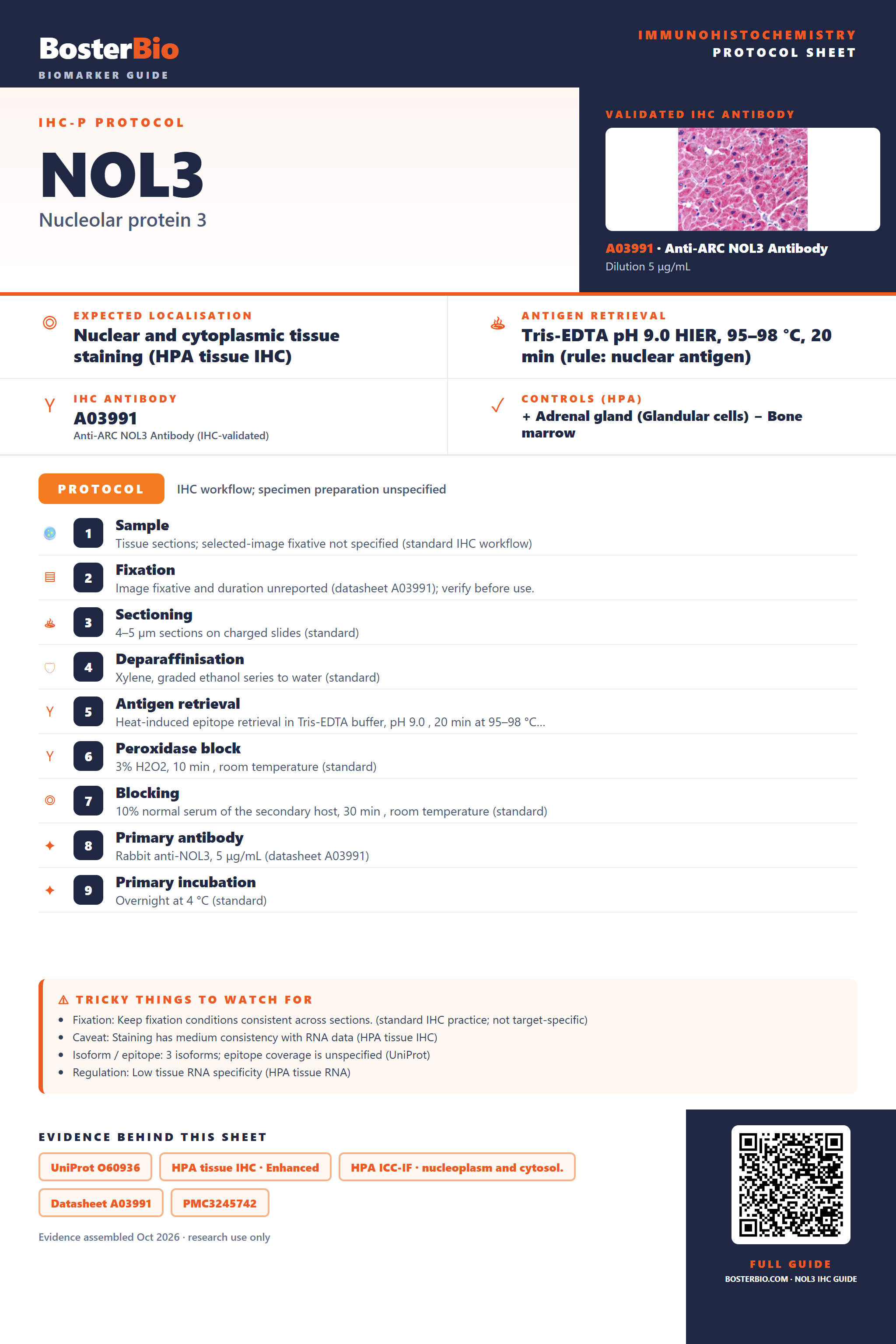 Immunohistochemistry protocol sheet for NOL3 (IHC for NOL3): expected localisation Nuclear and cytoplasmic tissue staining (HPA tissue IHC), antibody A03991, validated IHC image, and IHC protocol steps