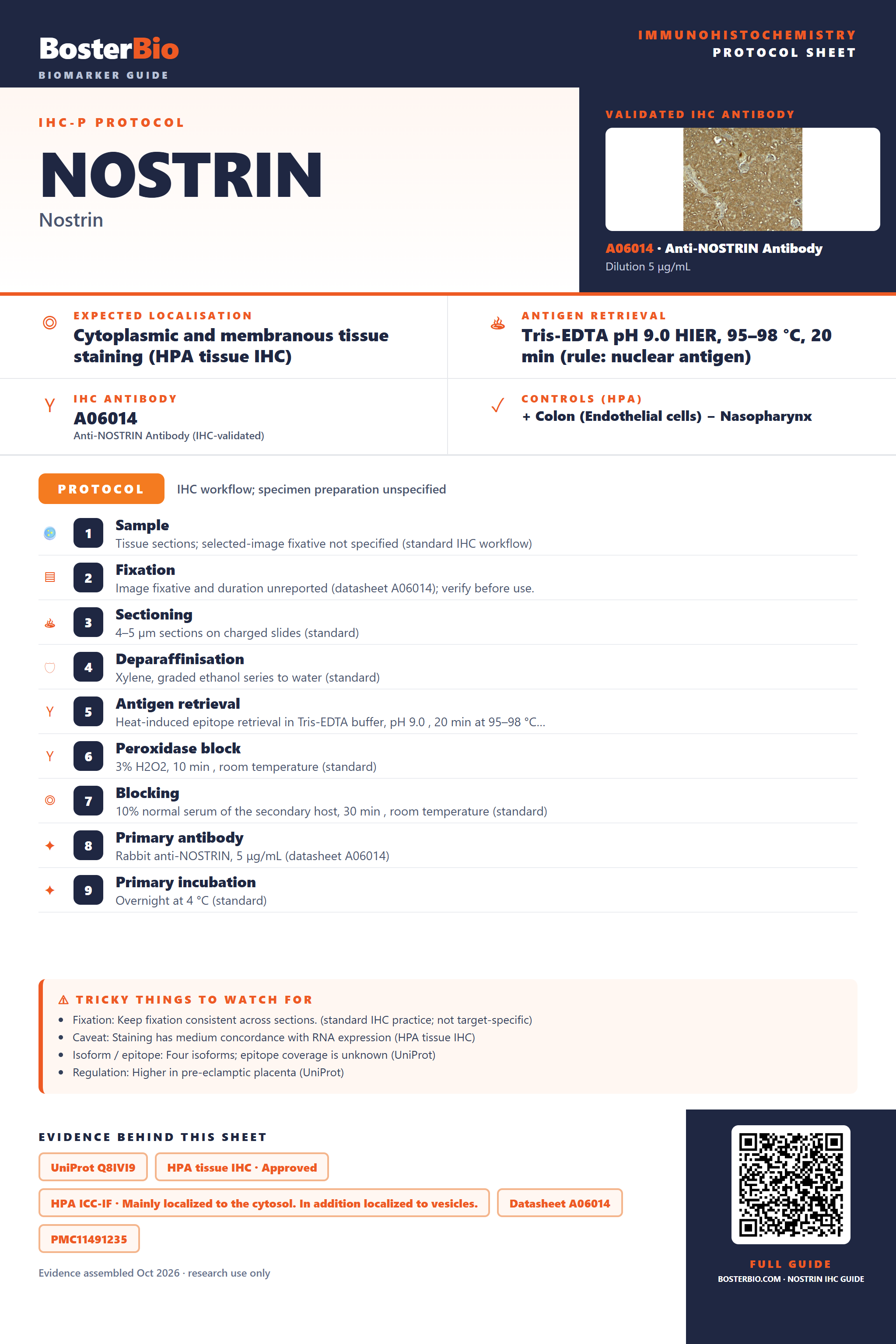 Immunohistochemistry protocol sheet for NOSTRIN (IHC for NOSTRIN): expected localisation Cytoplasmic and membranous tissue staining (HPA tissue IHC), antibody A06014, validated IHC image, and IHC protocol steps