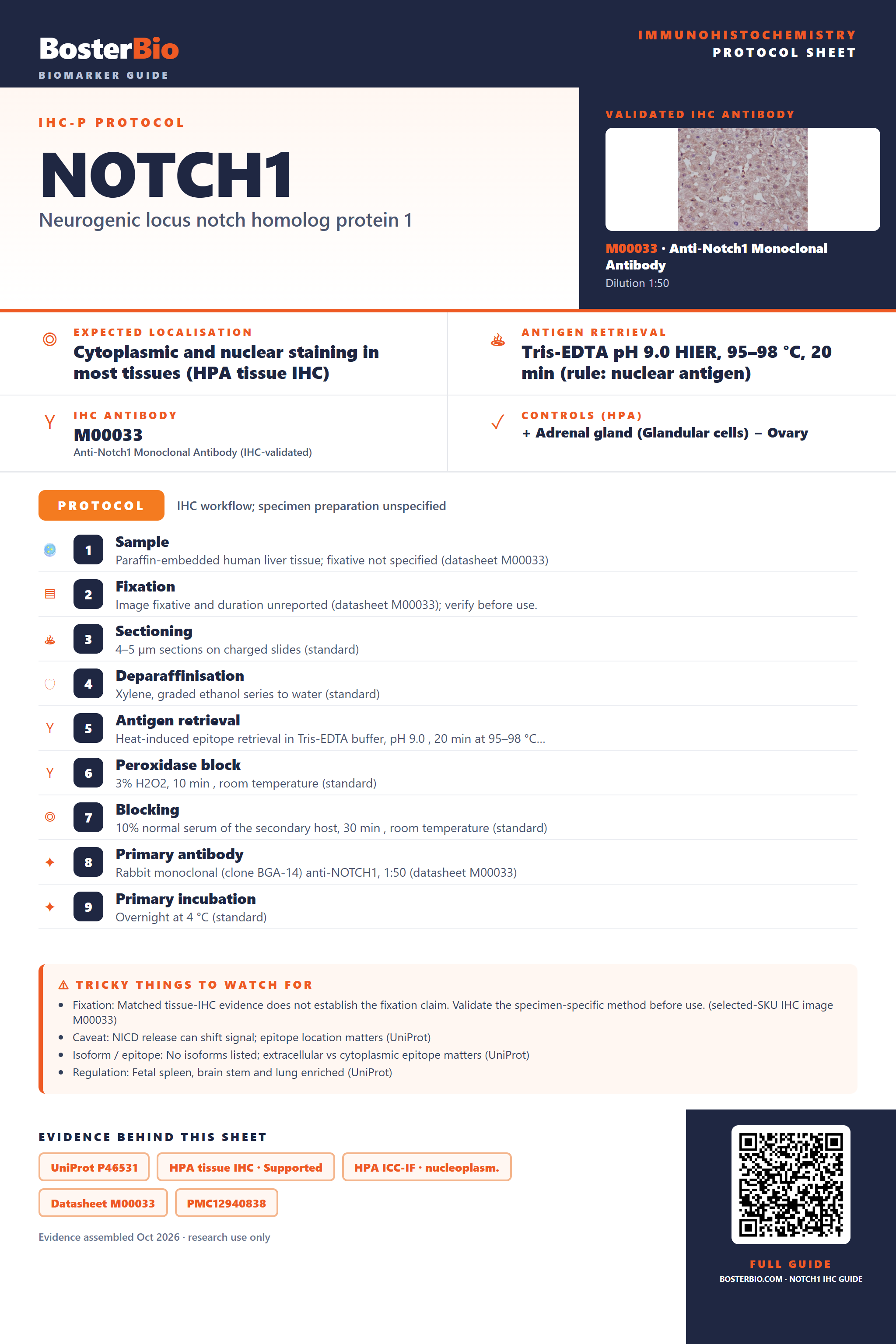 Immunohistochemistry protocol sheet for NOTCH1 (IHC for NOTCH1): expected localisation Cytoplasmic and nuclear staining in most tissues (HPA tissue IHC), antibody M00033, validated IHC image, and IHC protocol steps