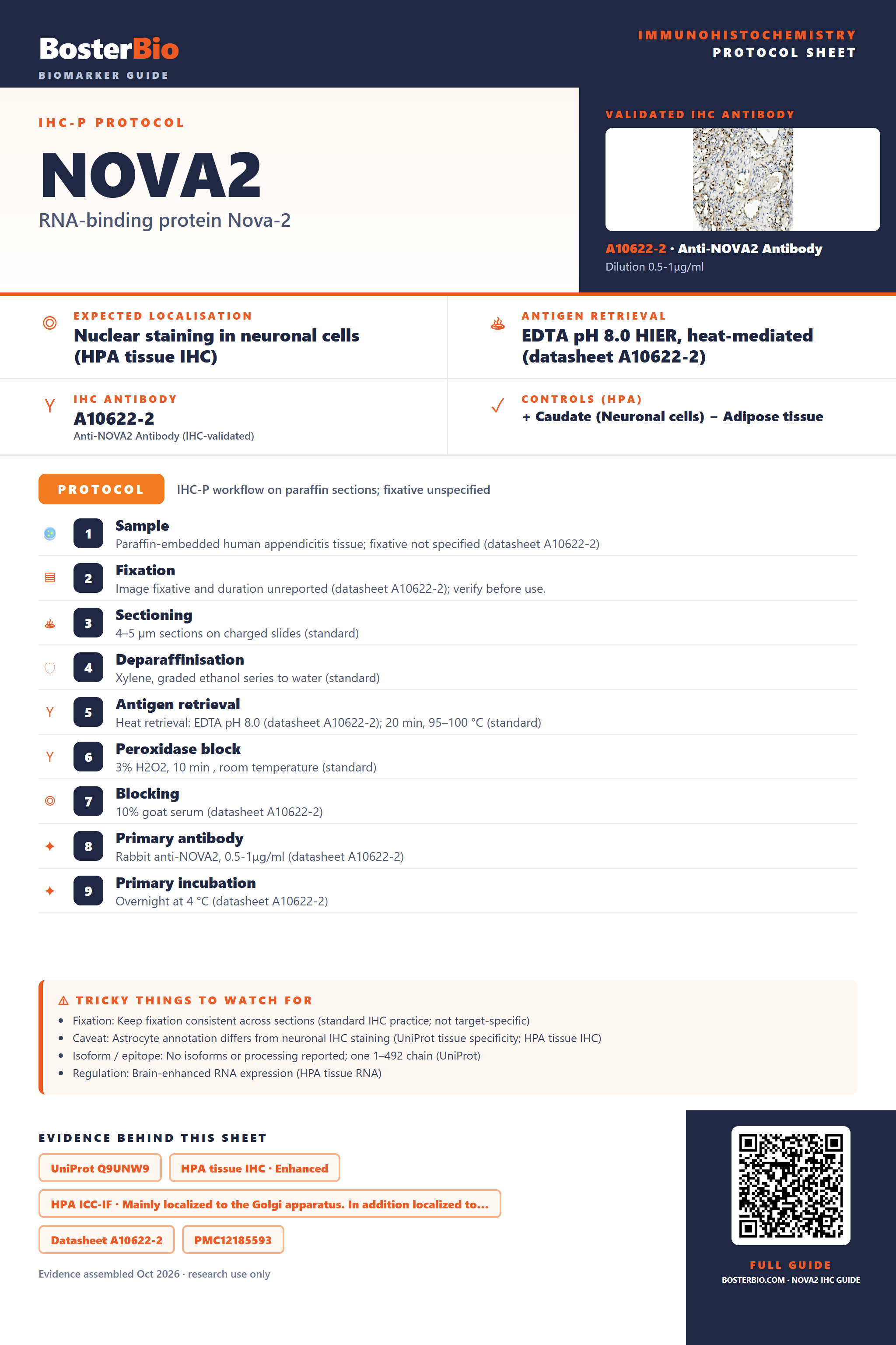 Immunohistochemistry protocol sheet for NOVA2 (IHC for NOVA2): expected localisation Nuclear staining in neuronal cells (HPA tissue IHC), antibody A10622-2, validated IHC image, and IHC protocol steps