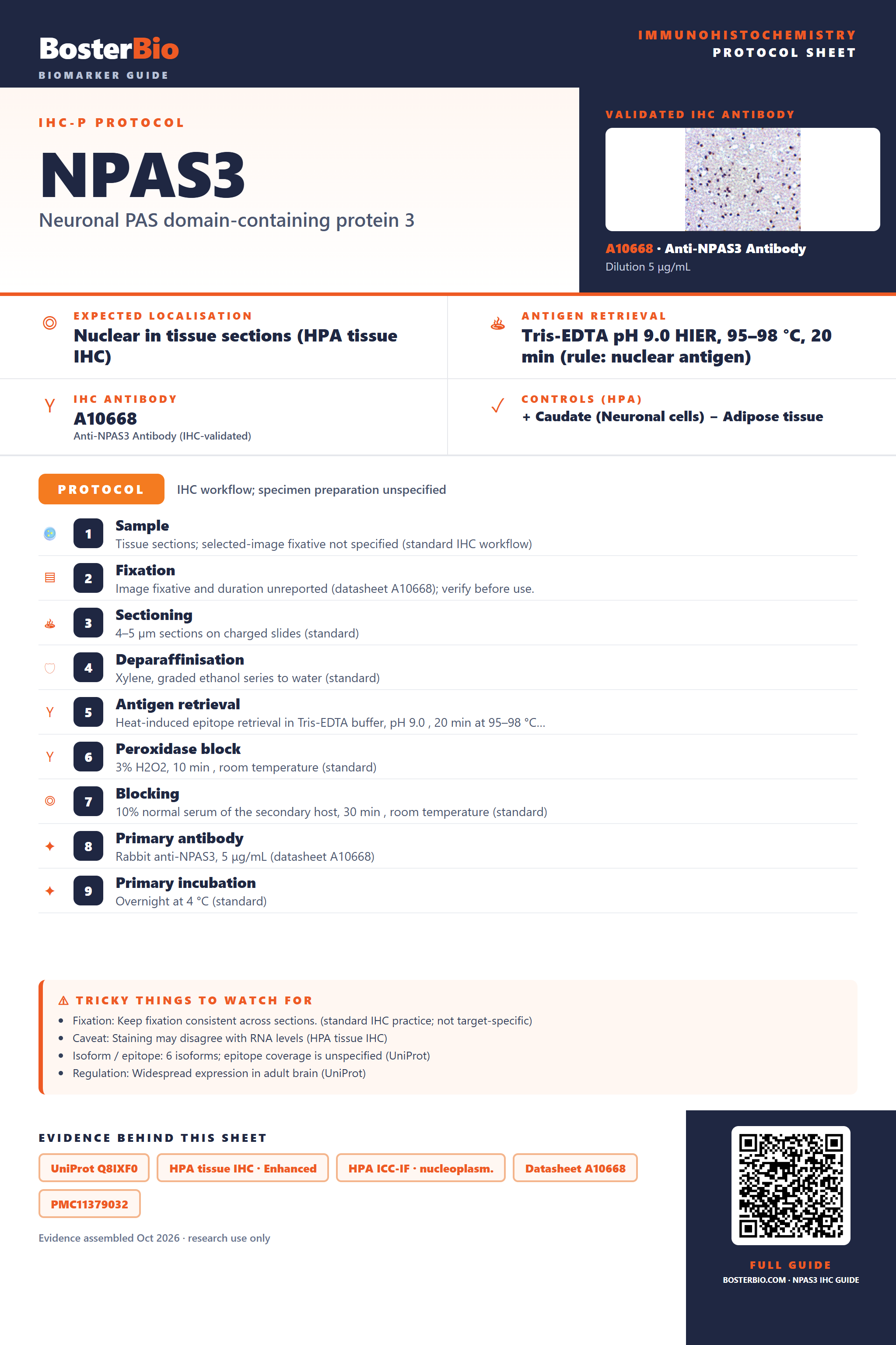 Immunohistochemistry protocol sheet for NPAS3 (IHC for NPAS3): expected localisation Nuclear in tissue sections (HPA tissue IHC), antibody A10668, validated IHC image, and IHC protocol steps