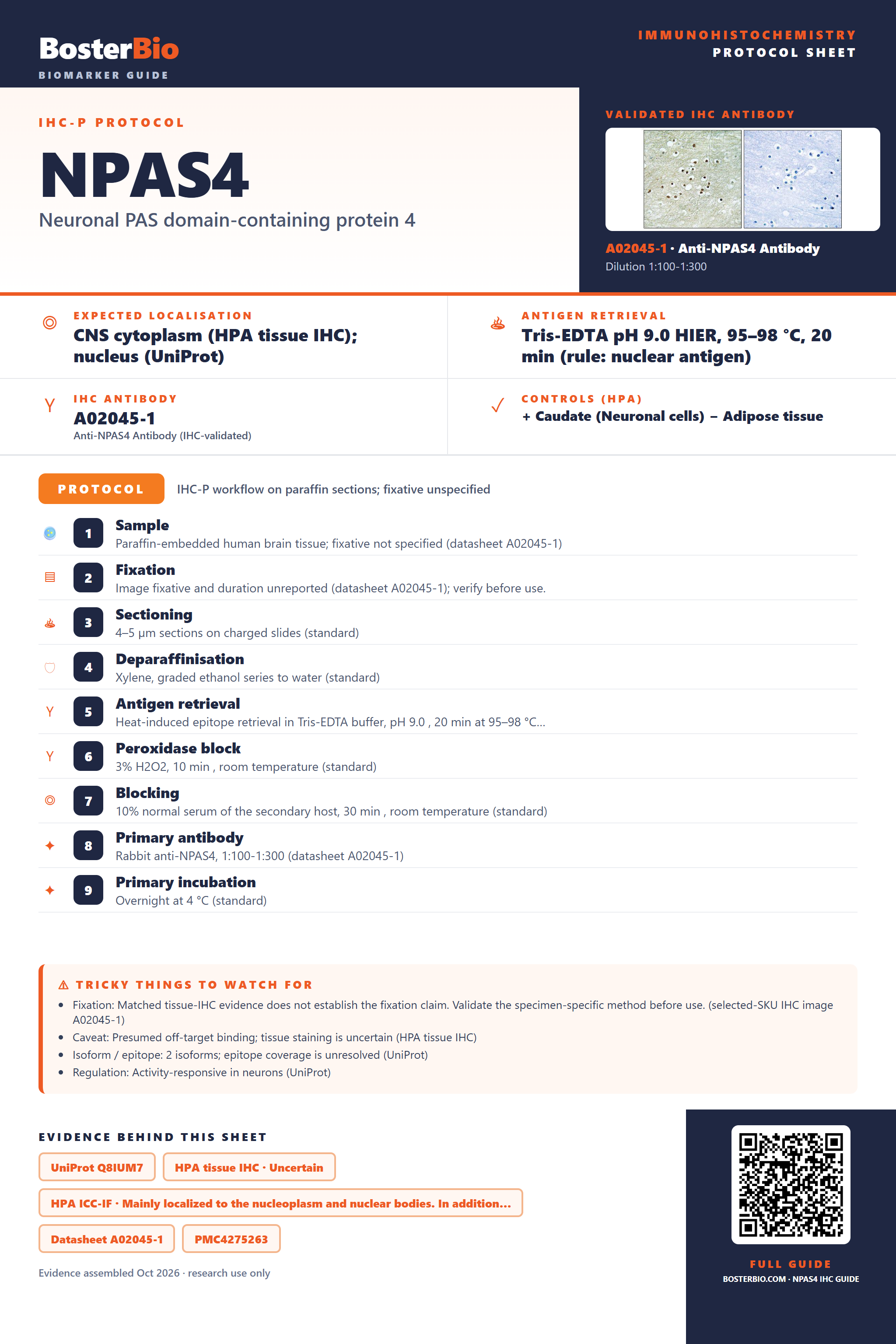 Immunohistochemistry protocol sheet for NPAS4 (IHC for NPAS4): expected localisation CNS cytoplasm (HPA tissue IHC); nucleus (UniProt), antibody A02045-1, validated IHC image, and IHC protocol steps