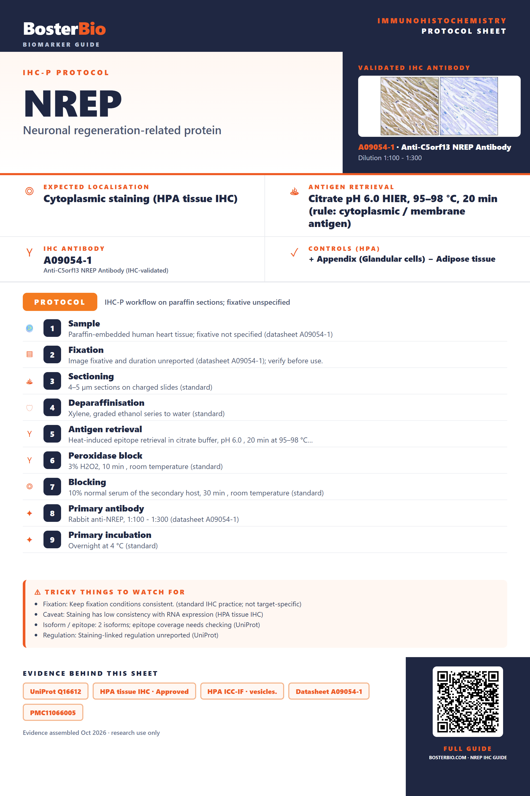 Immunohistochemistry protocol sheet for NREP (IHC for NREP): expected localisation Cytoplasmic staining (HPA tissue IHC), antibody A09054-1, validated IHC image, and IHC protocol steps