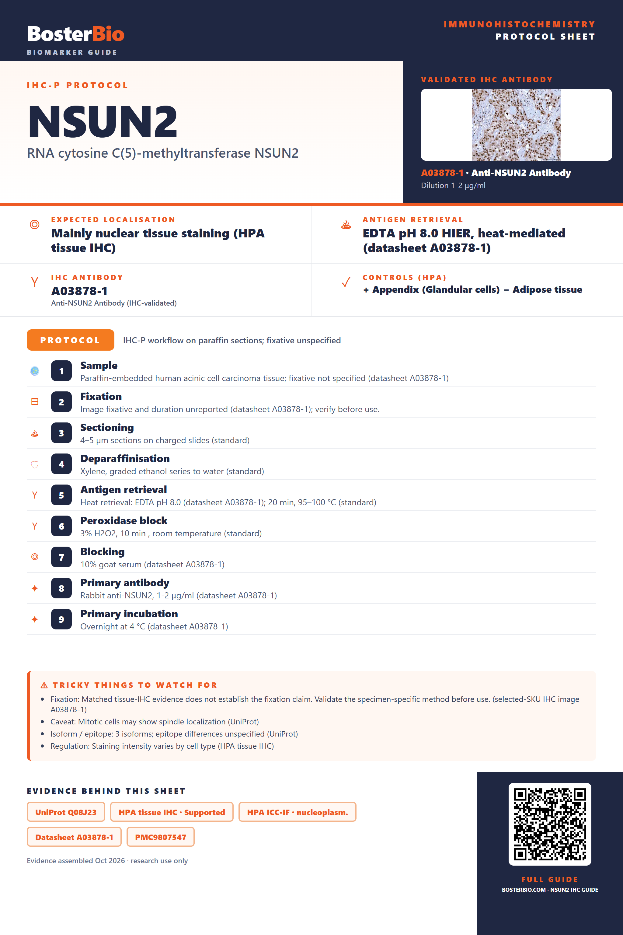 Immunohistochemistry protocol sheet for NSUN2 (IHC for NSUN2): expected localisation Mainly nuclear tissue staining (HPA tissue IHC), antibody A03878-1, validated IHC image, and IHC protocol steps