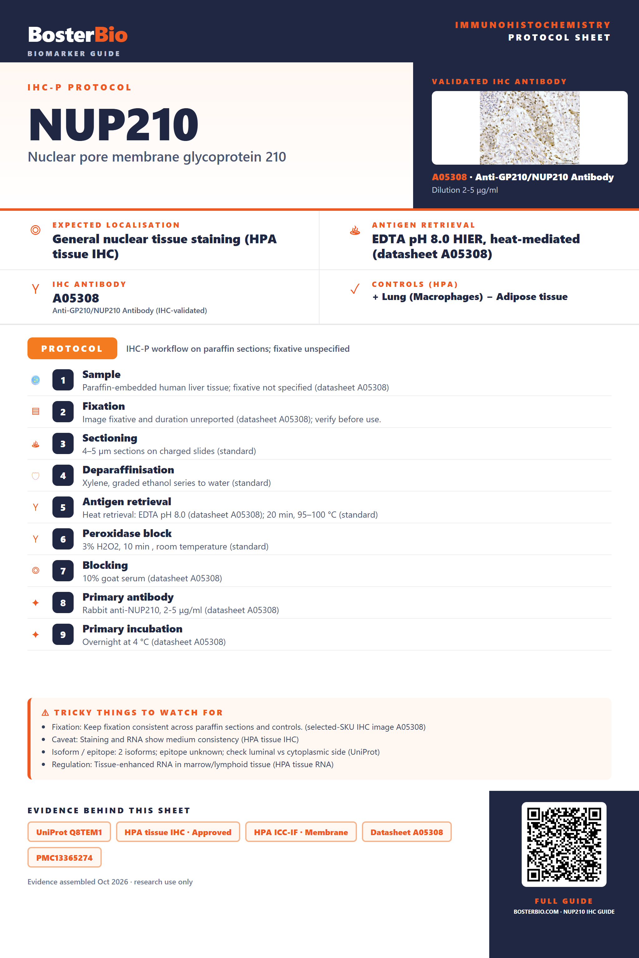 Immunohistochemistry protocol sheet for NUP210 (IHC for NUP210): expected localisation General nuclear tissue staining (HPA tissue IHC), antibody A05308, validated IHC image, and IHC protocol steps