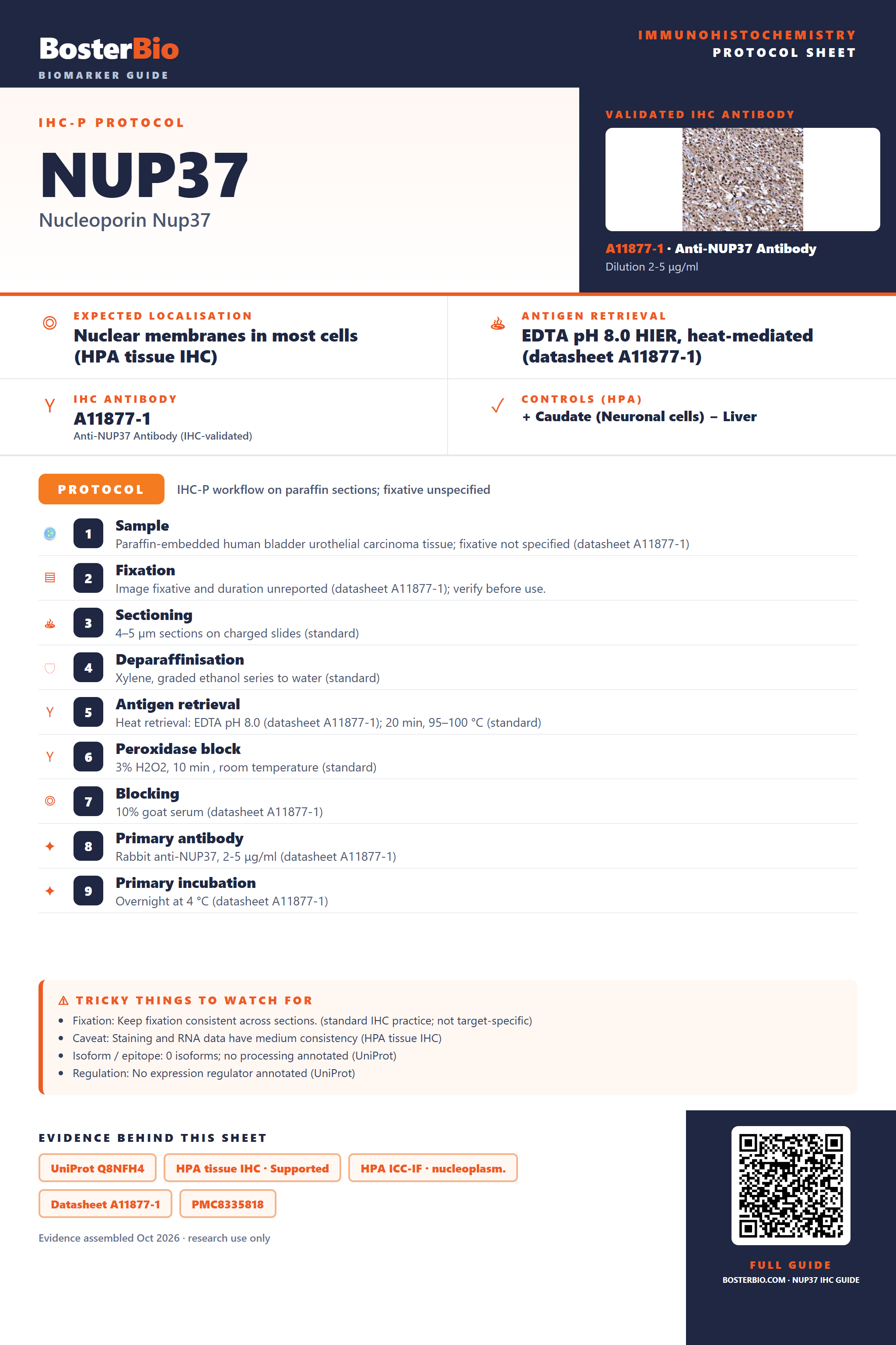 Immunohistochemistry protocol sheet for NUP37 (IHC for NUP37): expected localisation Nuclear membranes in most cells (HPA tissue IHC), antibody A11877-1, validated IHC image, and IHC protocol steps