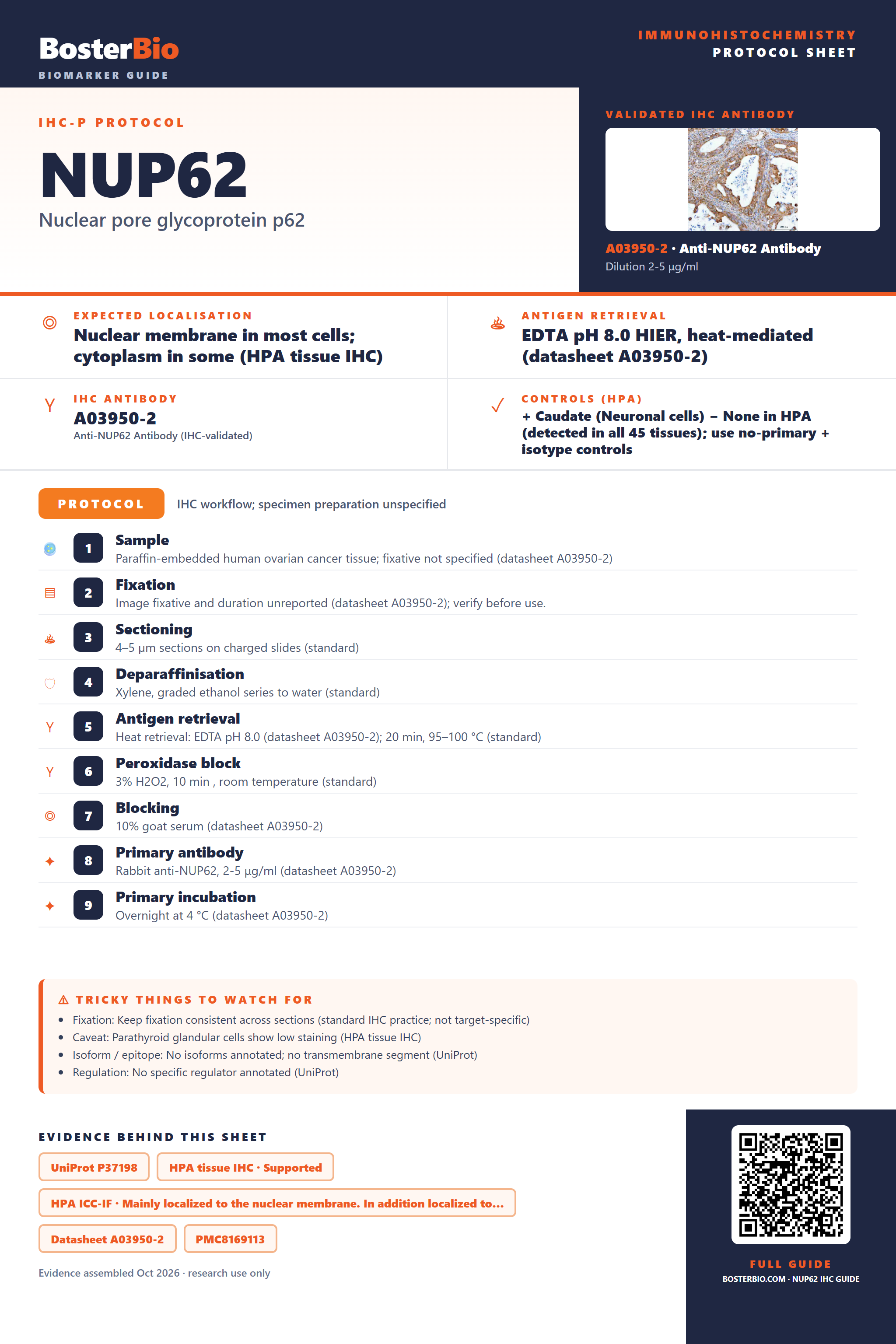 Immunohistochemistry protocol sheet for NUP62 (IHC for NUP62): expected localisation Nuclear membrane in most cells; cytoplasm in some (HPA tissue IHC), antibody A03950-2, validated IHC image, and IHC protocol steps