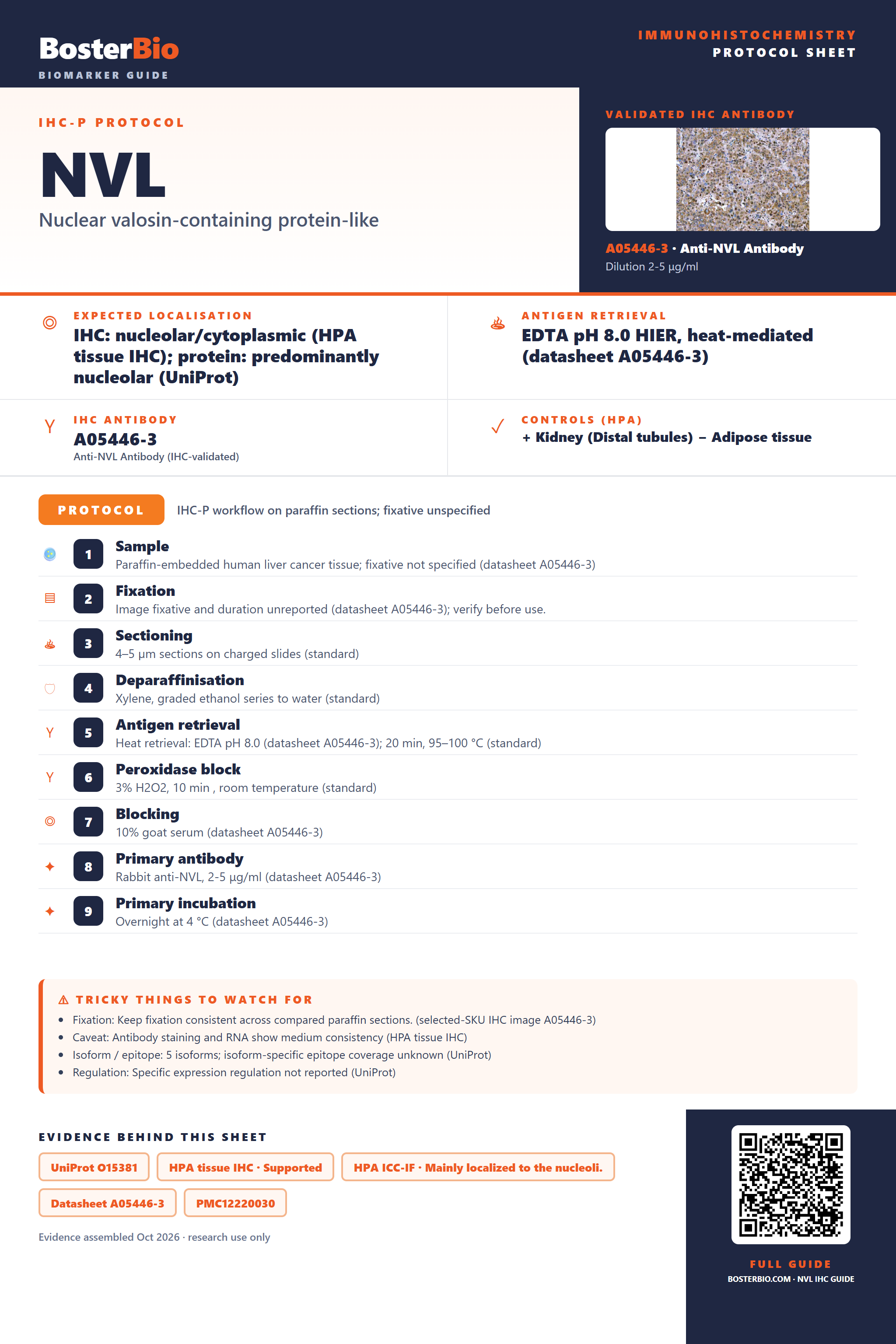Immunohistochemistry protocol sheet for NVL (IHC for NVL): expected localisation IHC: nucleolar/cytoplasmic (HPA tissue IHC); protein: predominantly nucleolar (UniProt), antibody A05446-3, validated IHC image, and IHC protocol steps