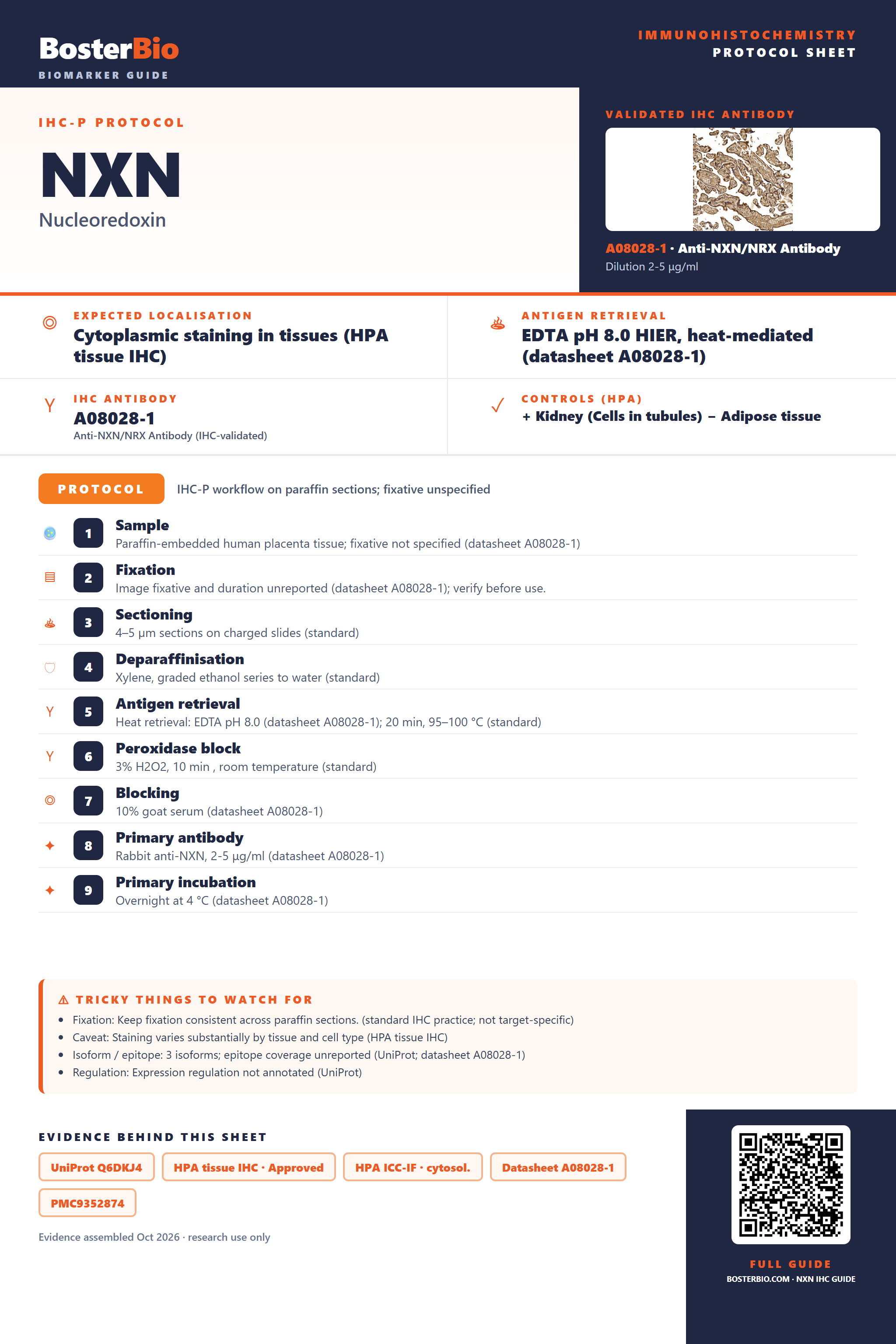 Immunohistochemistry protocol sheet for NXN (IHC for NXN): expected localisation Cytoplasmic staining in tissues (HPA tissue IHC), antibody A08028-1, validated IHC image, and IHC protocol steps