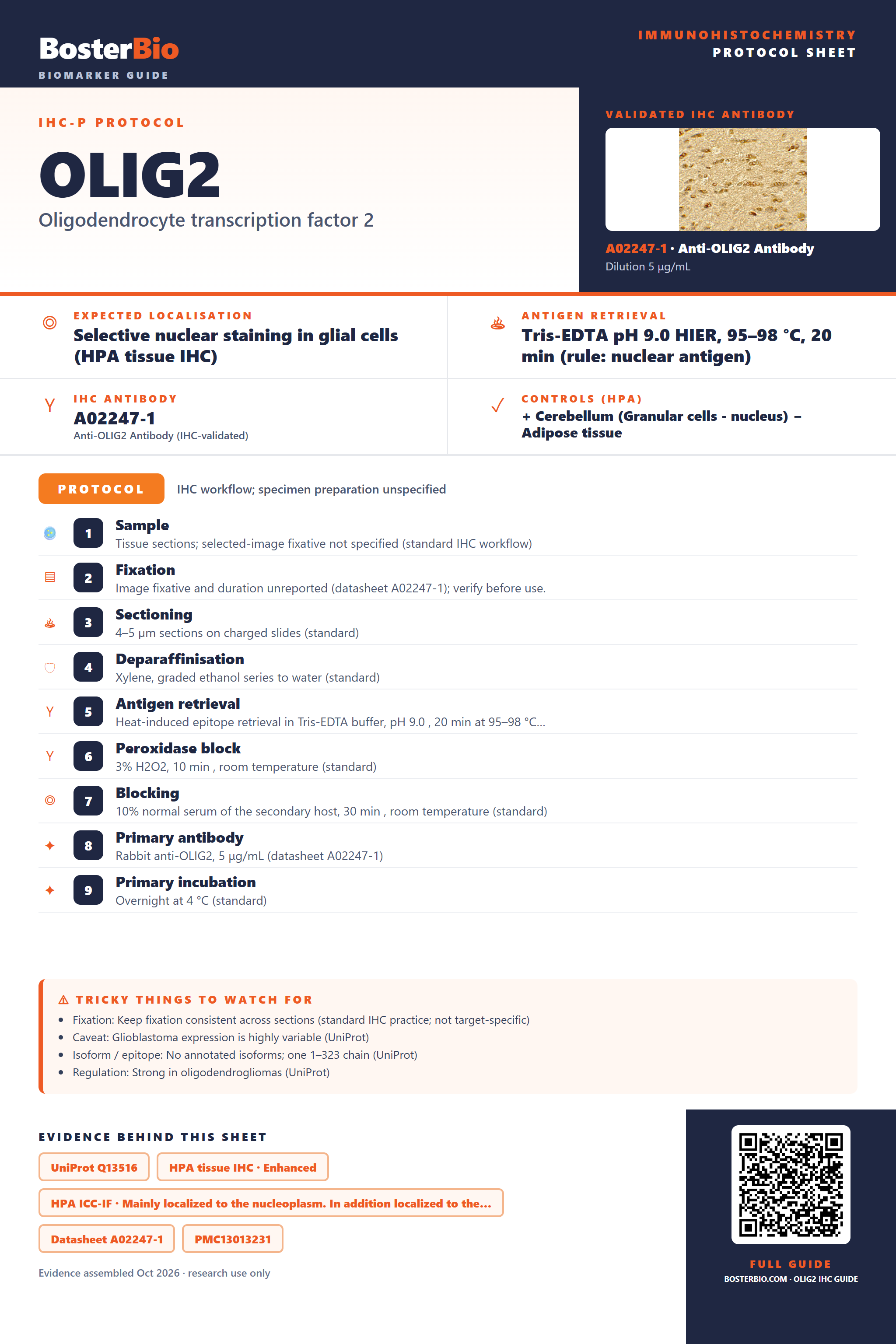 Immunohistochemistry protocol sheet for OLIG2 (IHC for OLIG2): expected localisation Selective nuclear staining in glial cells (HPA tissue IHC), antibody A02247-1, validated IHC image, and IHC protocol steps