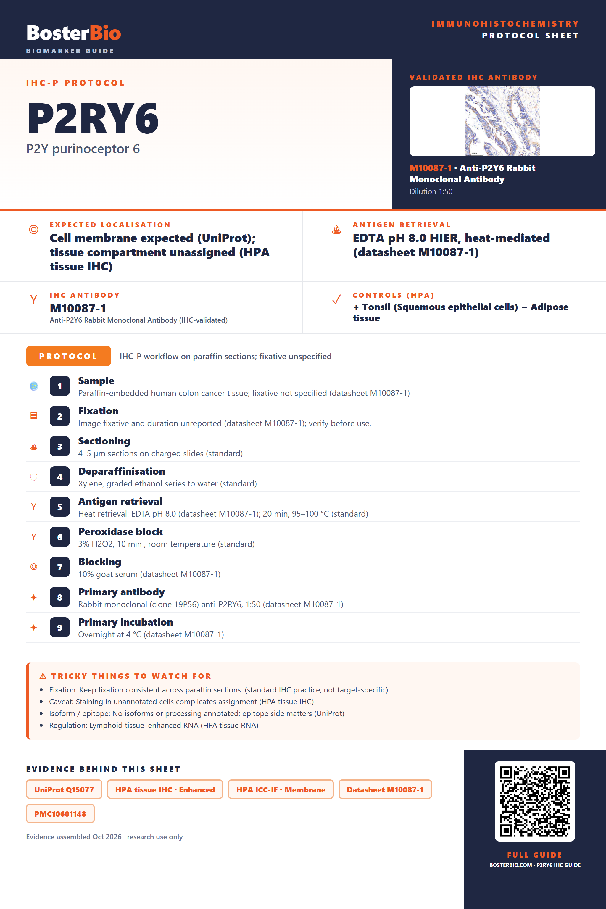 Immunohistochemistry protocol sheet for P2RY6 (IHC for P2RY6): expected localisation Cell membrane expected (UniProt); tissue compartment unassigned (HPA tissue IHC), antibody M10087-1, validated IHC image, and IHC protocol steps