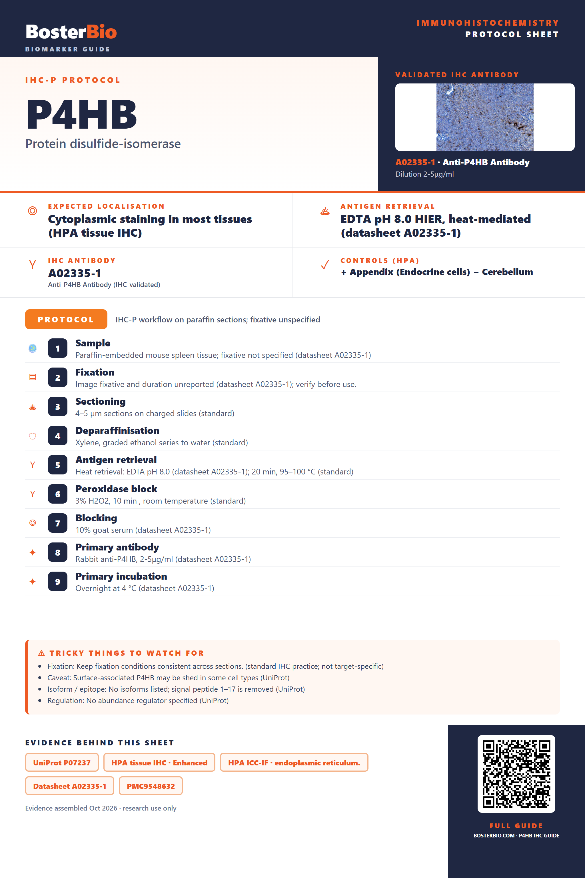 Immunohistochemistry protocol sheet for P4HB (IHC for P4HB): expected localisation Cytoplasmic staining in most tissues (HPA tissue IHC), antibody A02335-1, validated IHC image, and IHC protocol steps