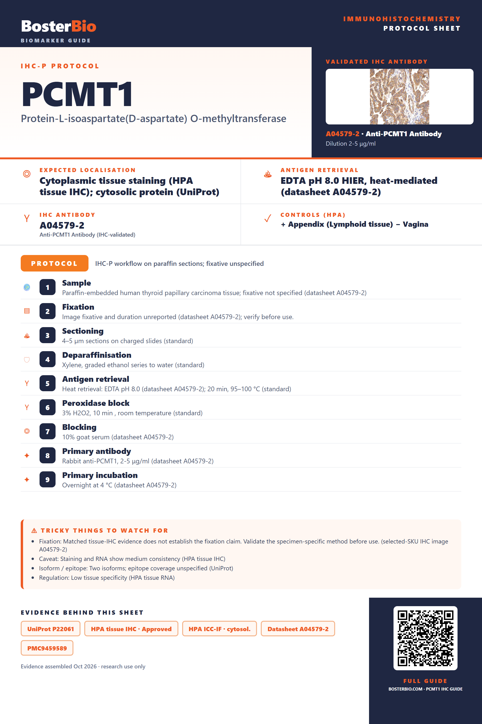Immunohistochemistry protocol sheet for PCMT1 (IHC for PCMT1): expected localisation Cytoplasmic tissue staining (HPA tissue IHC); cytosolic protein (UniProt), antibody A04579-2, validated IHC image, and IHC protocol steps