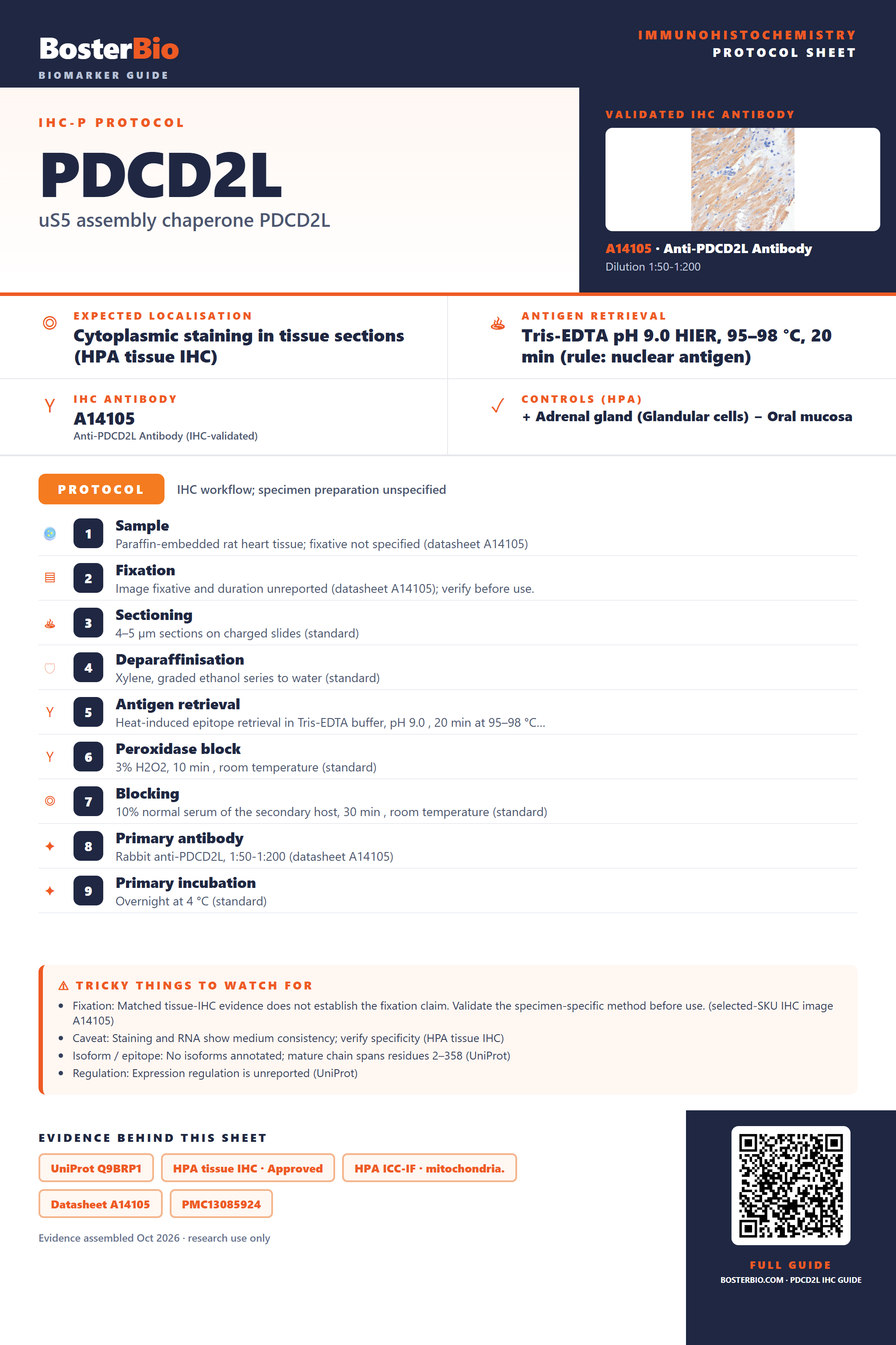 Immunohistochemistry protocol sheet for PDCD2L (IHC for PDCD2L): expected localisation Cytoplasmic staining in tissue sections (HPA tissue IHC), antibody A14105, validated IHC image, and IHC protocol steps
