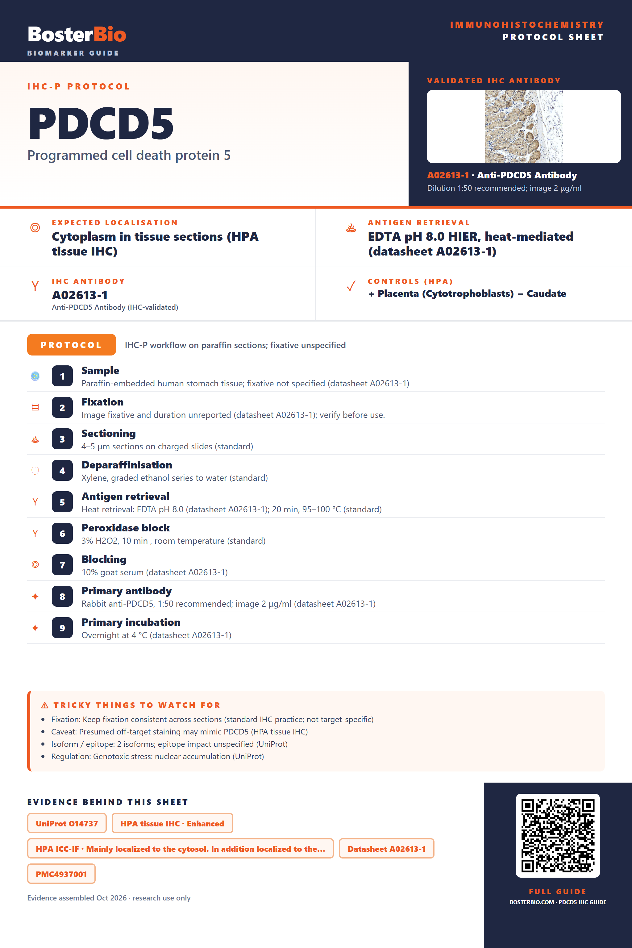 Immunohistochemistry protocol sheet for PDCD5 (IHC for PDCD5): expected localisation Cytoplasm in tissue sections (HPA tissue IHC), antibody A02613-1, validated IHC image, and IHC protocol steps