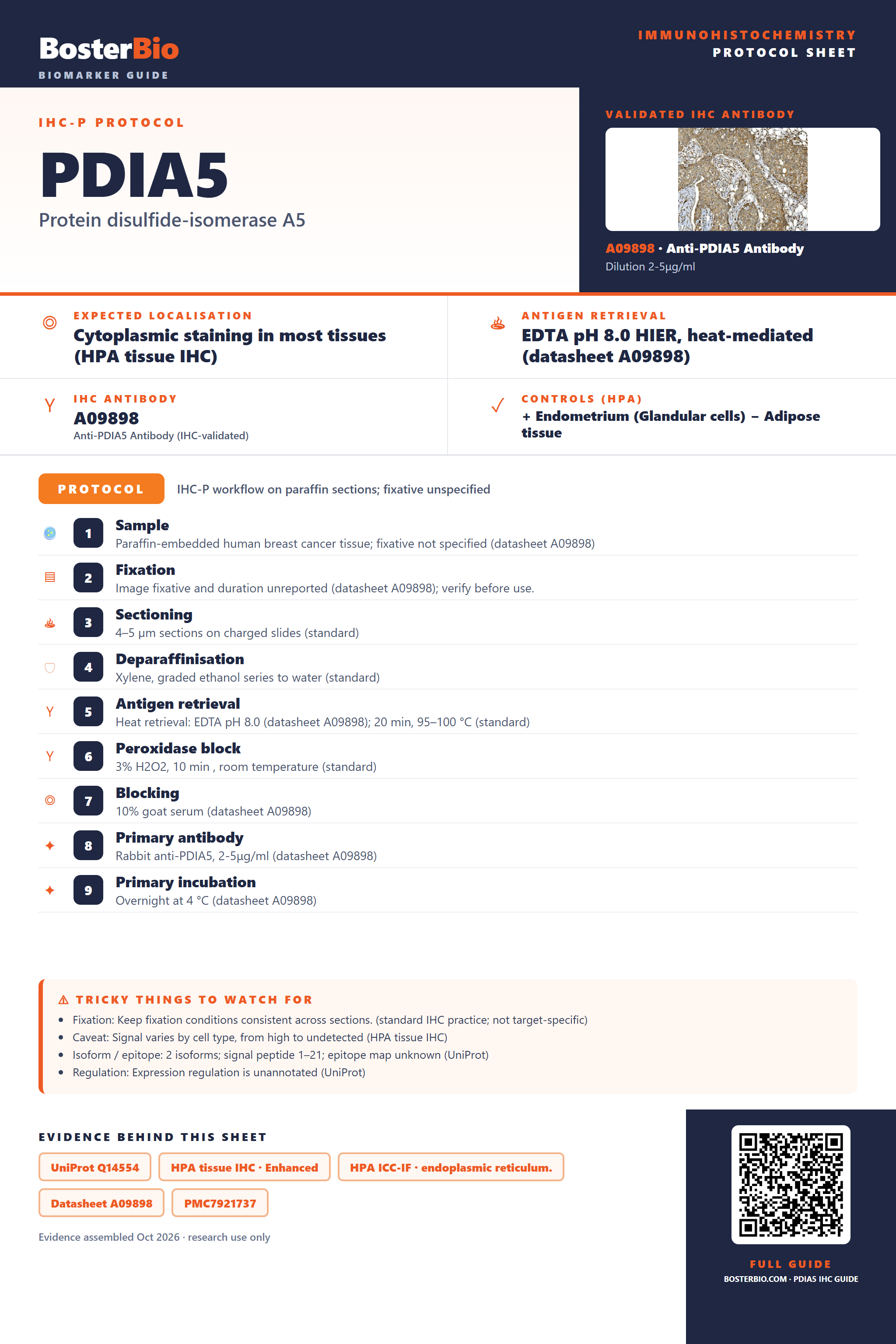 Immunohistochemistry protocol sheet for PDIA5 (IHC for PDIA5): expected localisation Cytoplasmic staining in most tissues (HPA tissue IHC), antibody A09898, validated IHC image, and IHC protocol steps