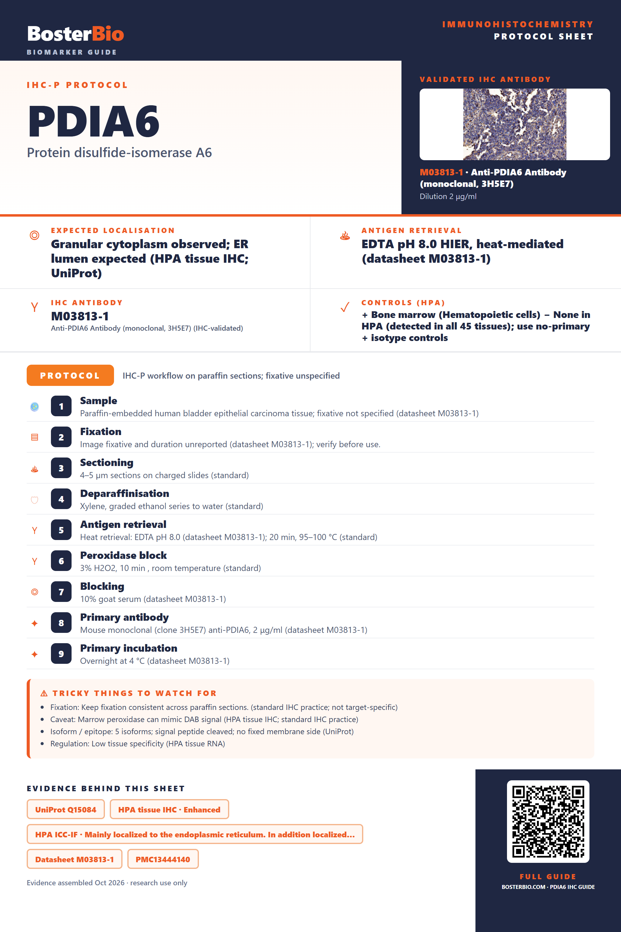 Immunohistochemistry protocol sheet for PDIA6 (IHC for PDIA6): expected localisation Granular cytoplasm observed; ER lumen expected (HPA tissue IHC; UniProt), antibody M03813-1, validated IHC image, and IHC protocol steps