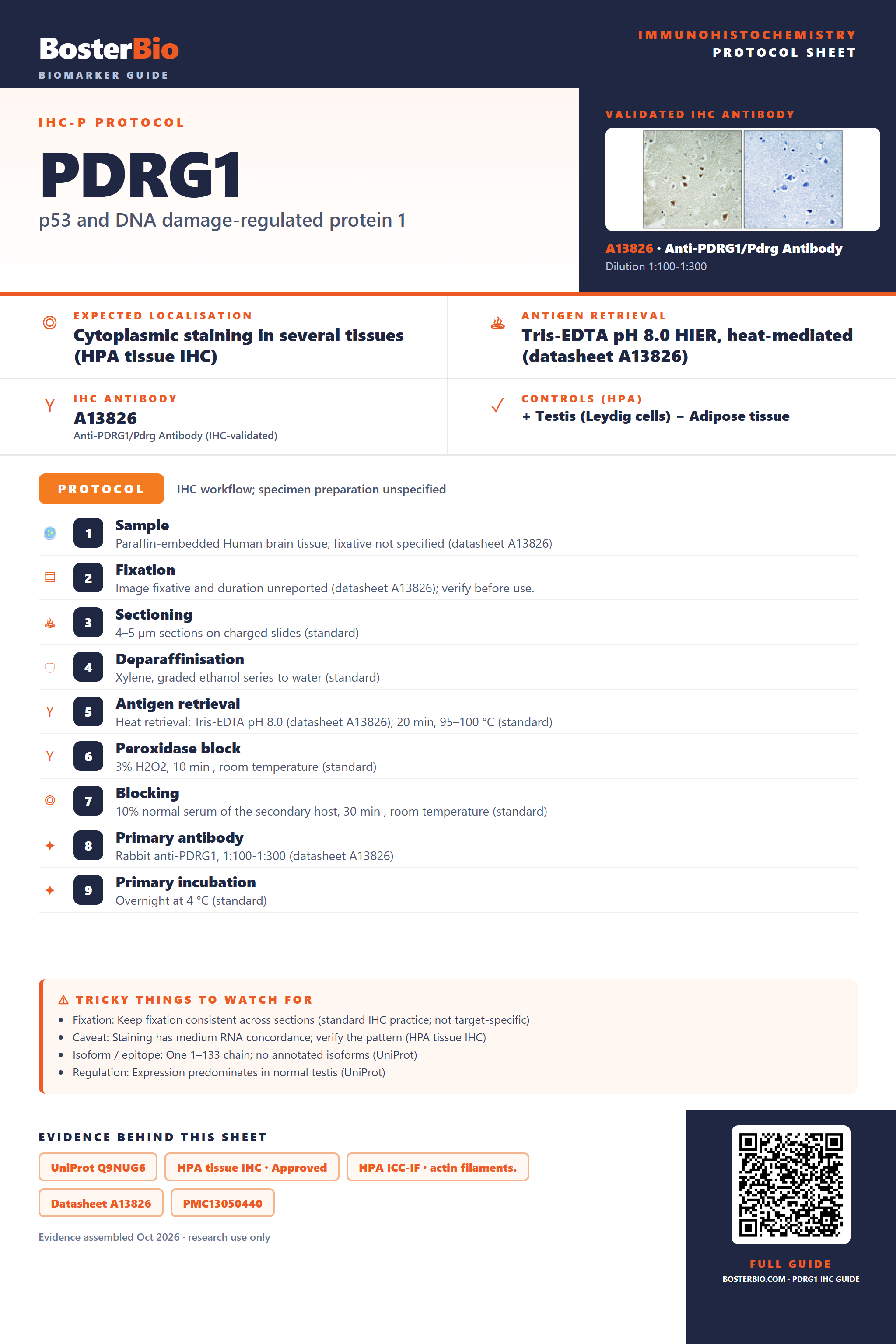 Immunohistochemistry protocol sheet for PDRG1 (IHC for PDRG1): expected localisation Cytoplasmic staining in several tissues (HPA tissue IHC), antibody A13826, validated IHC image, and IHC protocol steps