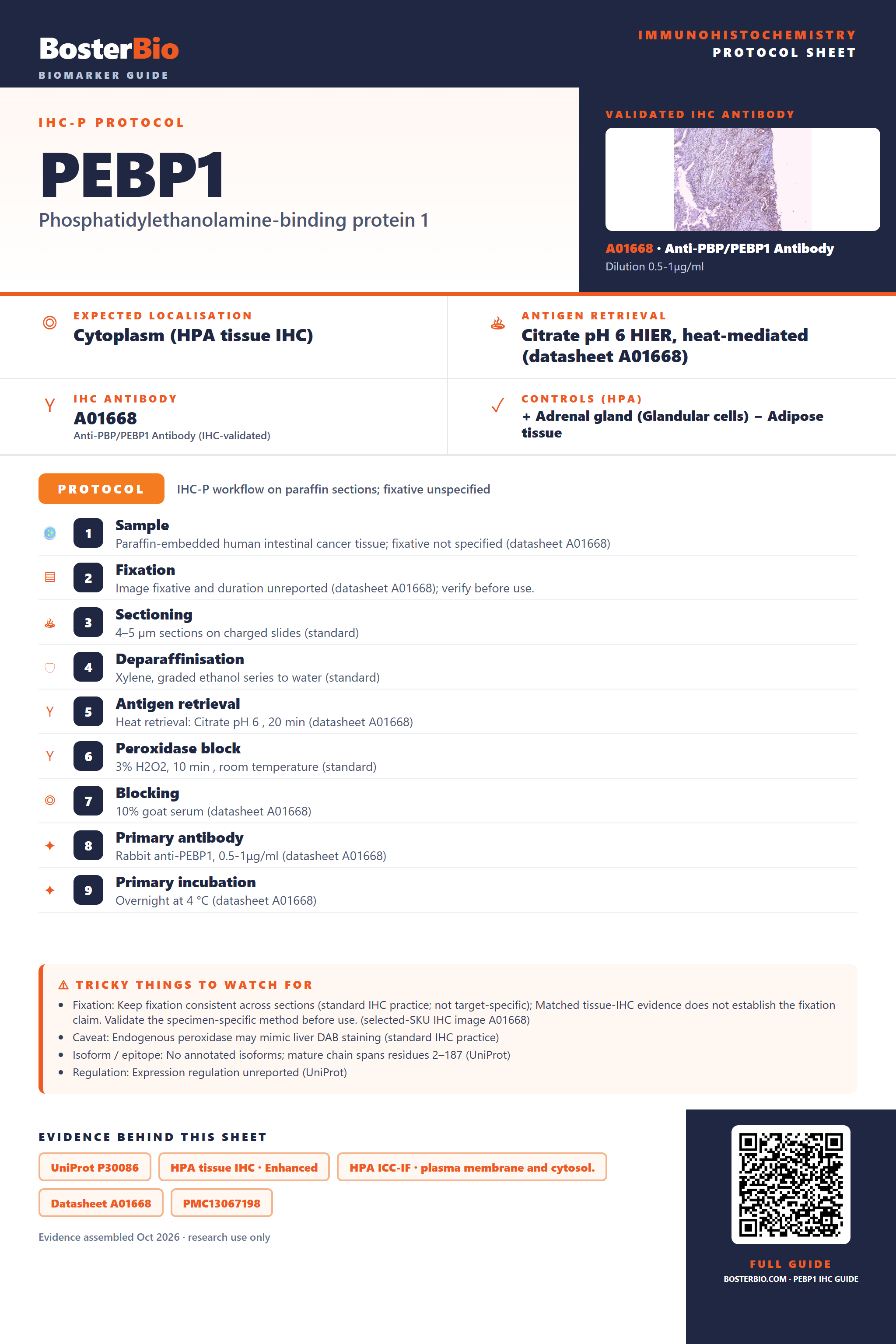 Immunohistochemistry protocol sheet for PEBP1 (IHC for PEBP1): expected localisation Cytoplasm (HPA tissue IHC), antibody A01668, validated IHC image, and IHC protocol steps