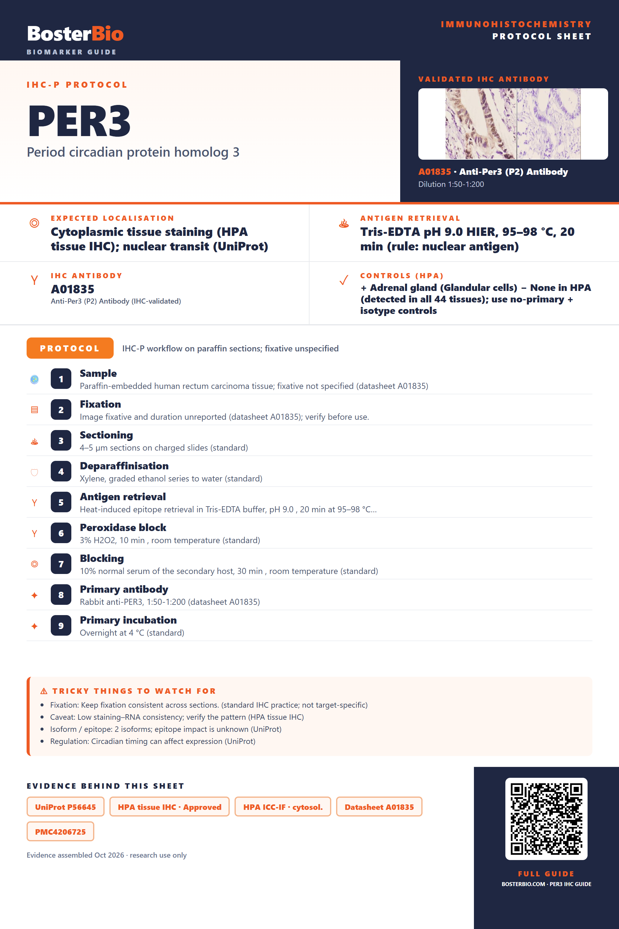 Immunohistochemistry protocol sheet for PER3 (IHC for PER3): expected localisation Cytoplasmic tissue staining (HPA tissue IHC); nuclear transit (UniProt), antibody A01835, validated IHC image, and IHC protocol steps