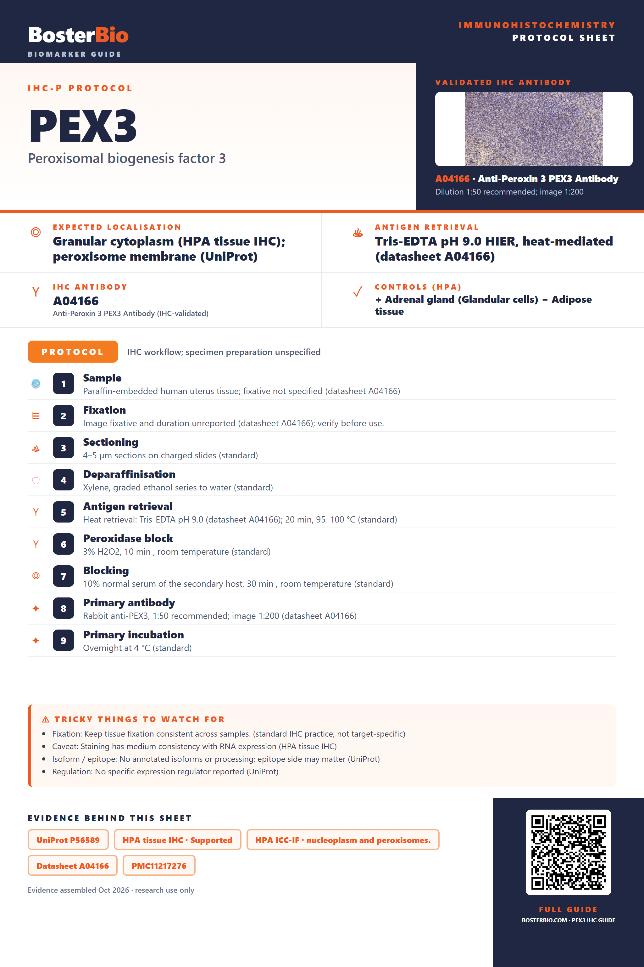 Immunohistochemistry protocol sheet for PEX3 (IHC for PEX3): expected localisation Granular cytoplasm (HPA tissue IHC); peroxisome membrane (UniProt), antibody A04166, validated IHC image, and IHC protocol steps
