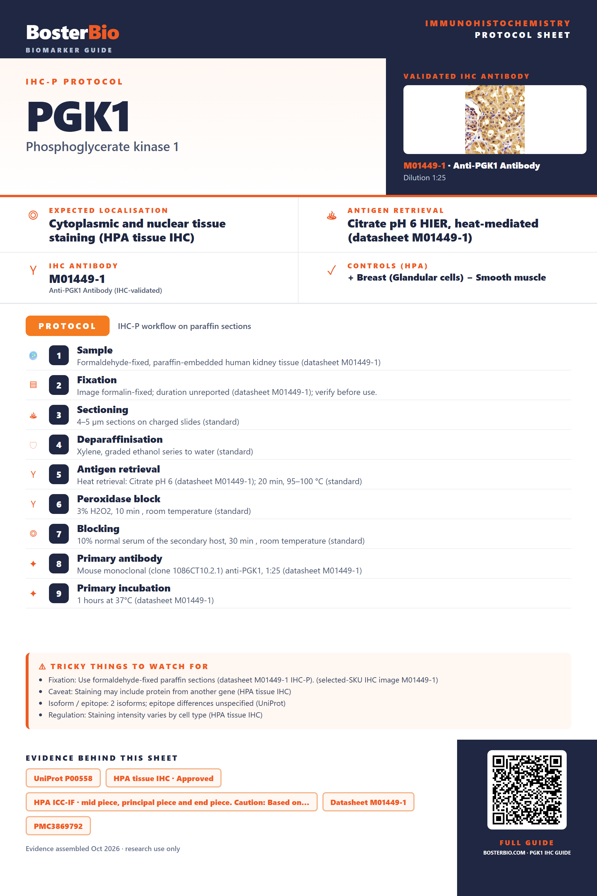Immunohistochemistry protocol sheet for PGK1 (IHC for PGK1): expected localisation Cytoplasmic and nuclear tissue staining (HPA tissue IHC), antibody M01449-1, validated IHC image, and IHC protocol steps