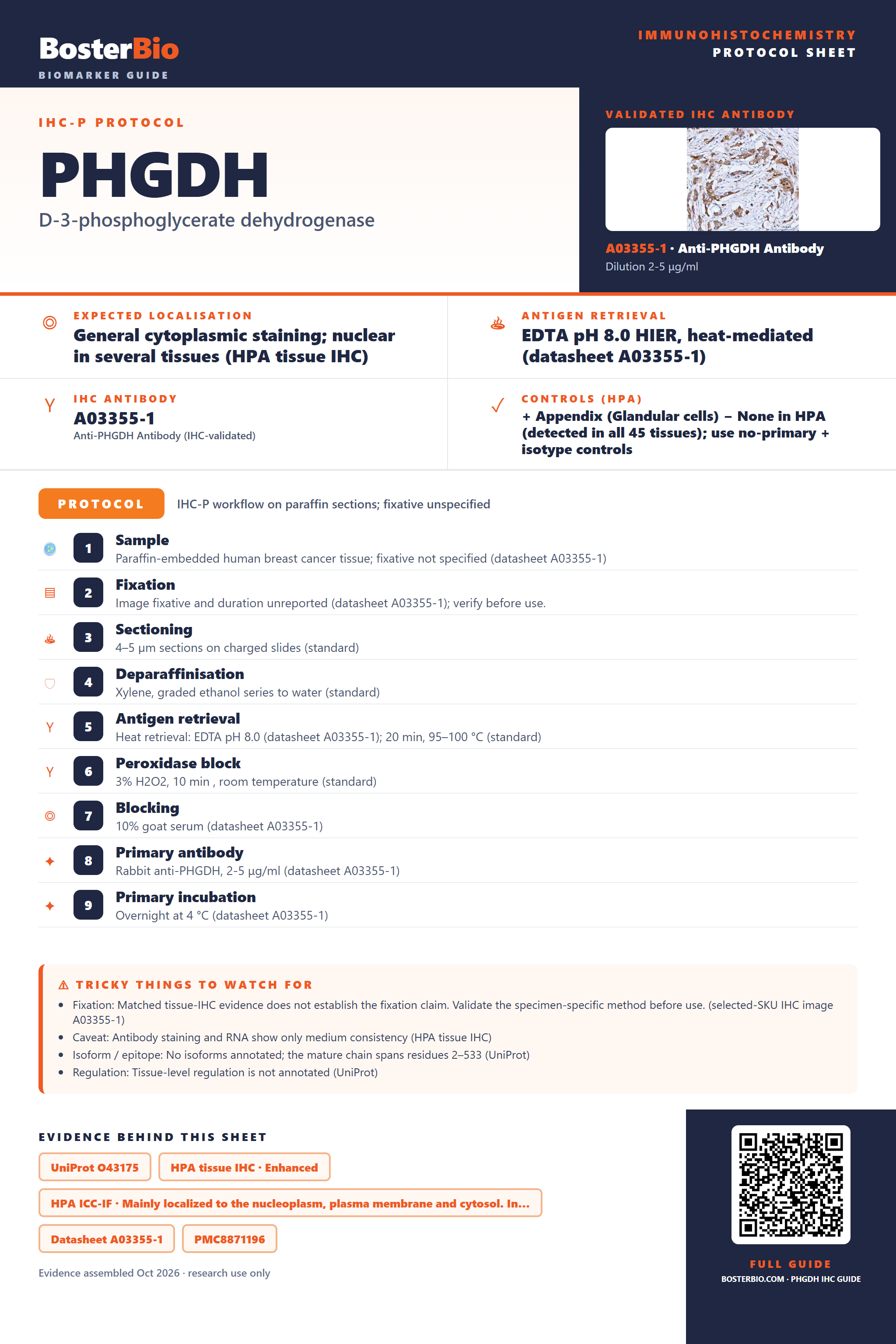 Immunohistochemistry protocol sheet for PHGDH (IHC for PHGDH): expected localisation General cytoplasmic staining; nuclear in several tissues (HPA tissue IHC), antibody A03355-1, validated IHC image, and IHC protocol steps
