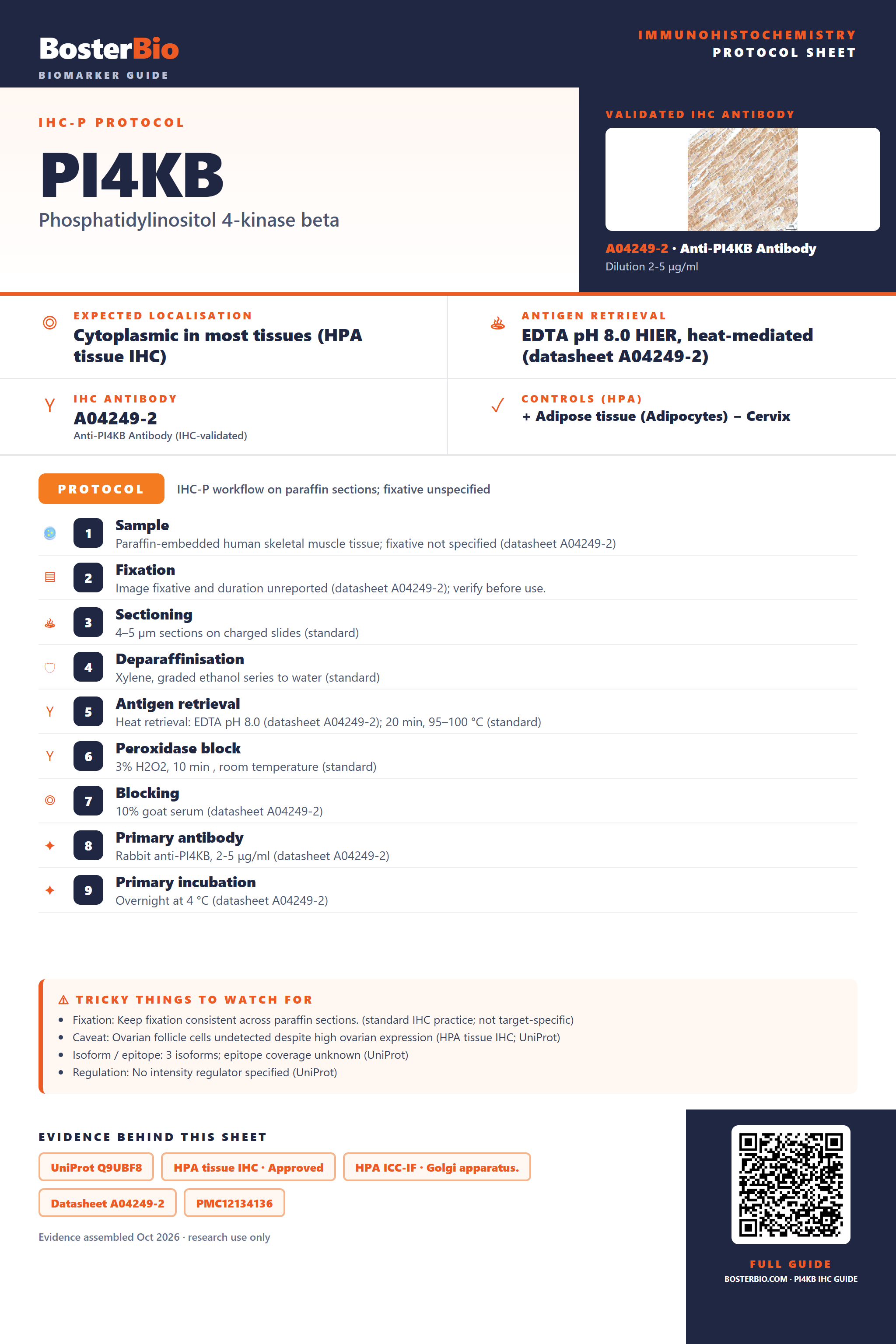 Immunohistochemistry protocol sheet for PI4KB (IHC for PI4KB): expected localisation Cytoplasmic in most tissues (HPA tissue IHC), antibody A04249-2, validated IHC image, and IHC protocol steps