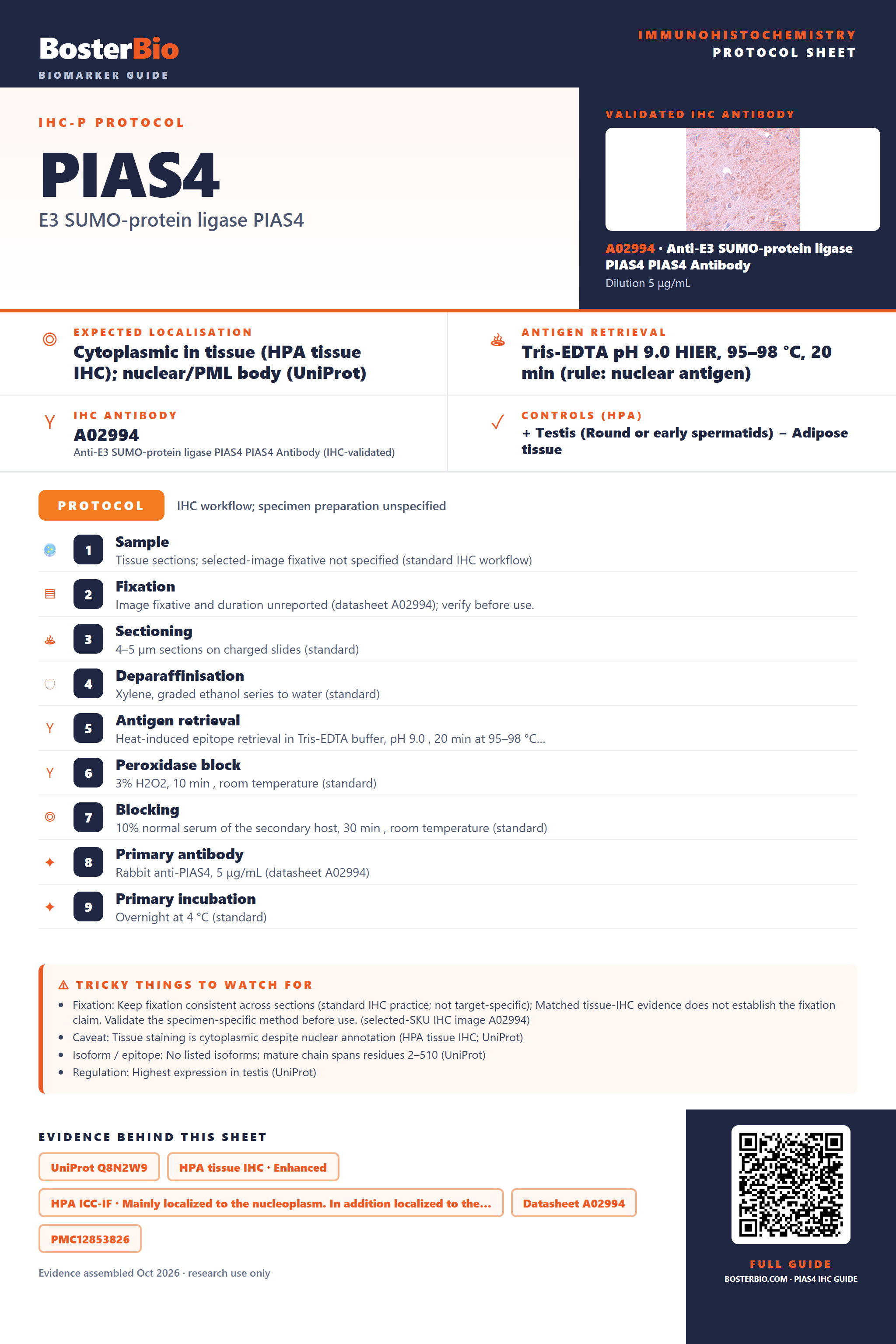 Immunohistochemistry protocol sheet for PIAS4 (IHC for PIAS4): expected localisation Cytoplasmic in tissue (HPA tissue IHC); nuclear/PML body (UniProt), antibody A02994, validated IHC image, and IHC protocol steps