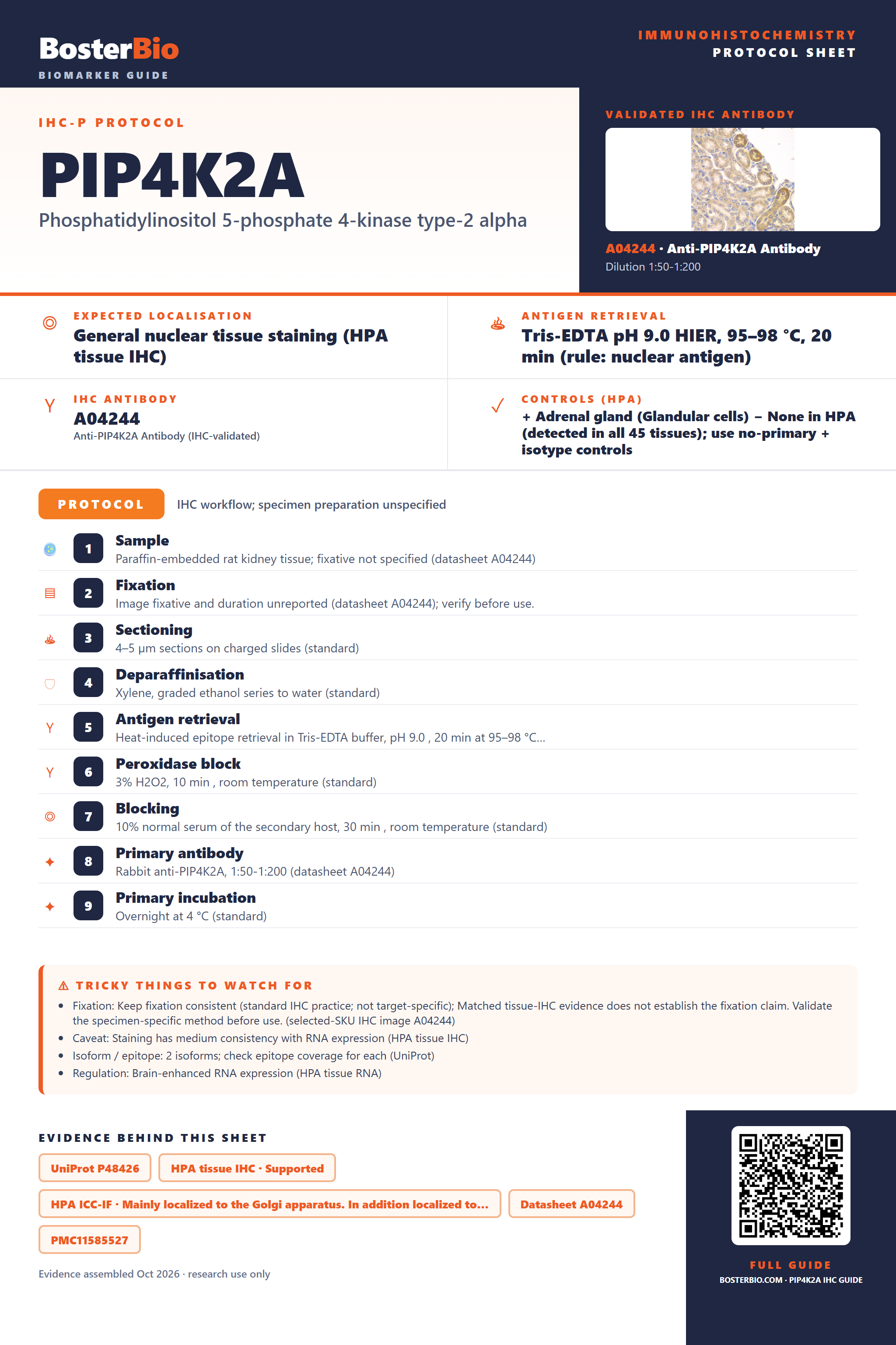 Immunohistochemistry protocol sheet for PIP4K2A (IHC for PIP4K2A): expected localisation General nuclear tissue staining (HPA tissue IHC), antibody A04244, validated IHC image, and IHC protocol steps