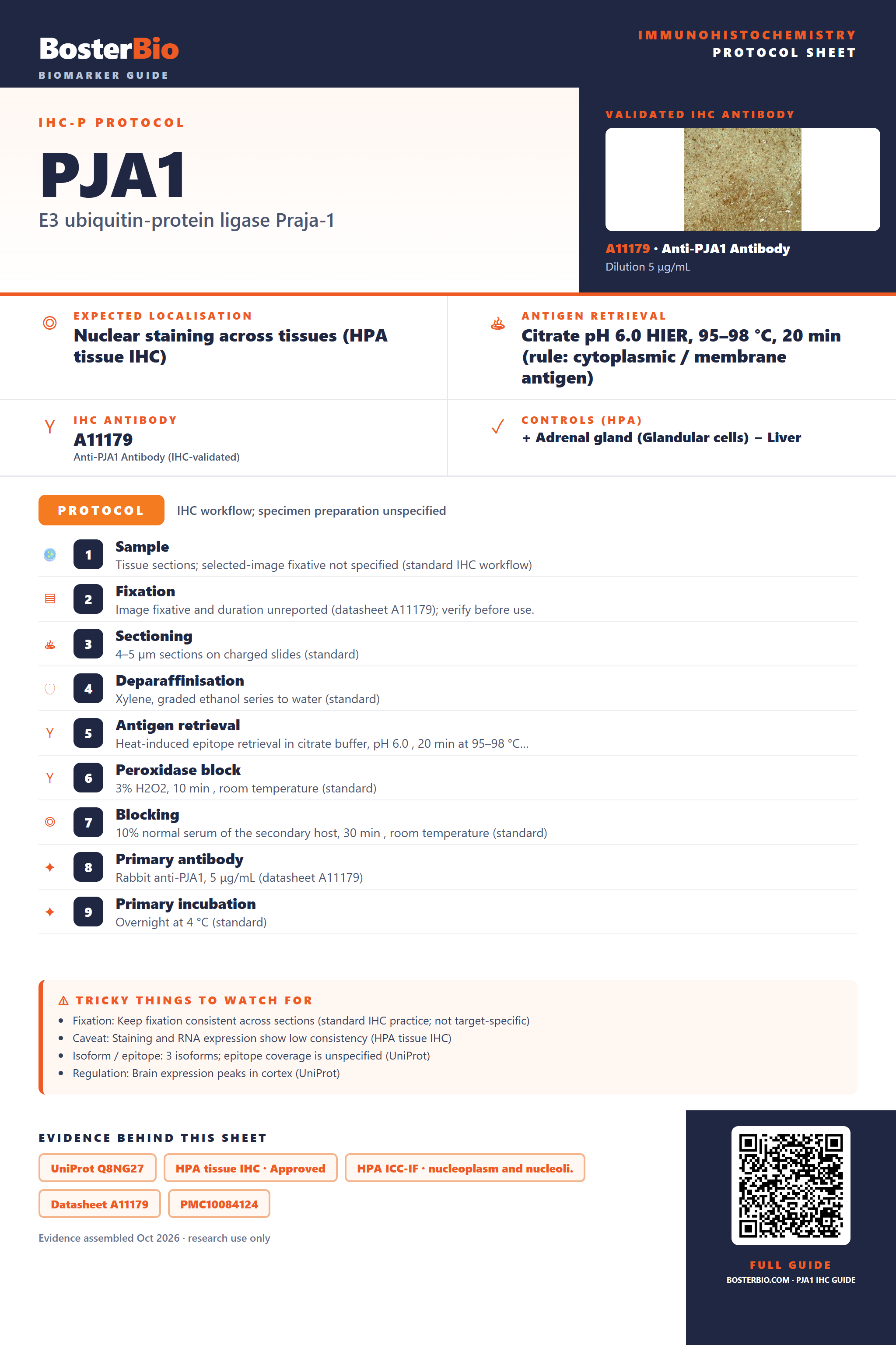 Immunohistochemistry protocol sheet for PJA1 (IHC for PJA1): expected localisation Nuclear staining across tissues (HPA tissue IHC), antibody A11179, validated IHC image, and IHC protocol steps