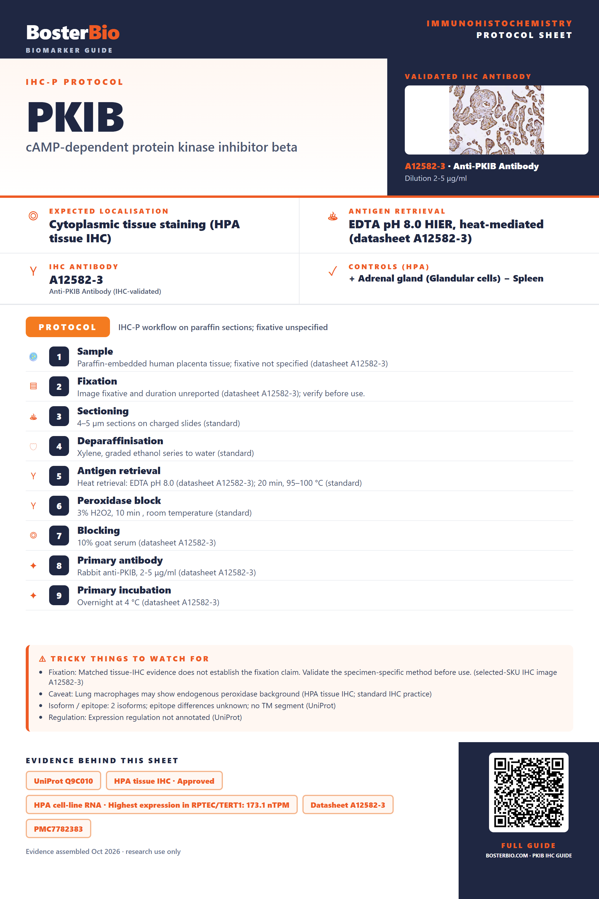 Immunohistochemistry protocol sheet for PKIB (IHC for PKIB): expected localisation Cytoplasmic tissue staining (HPA tissue IHC), antibody A12582-3, validated IHC image, and IHC protocol steps